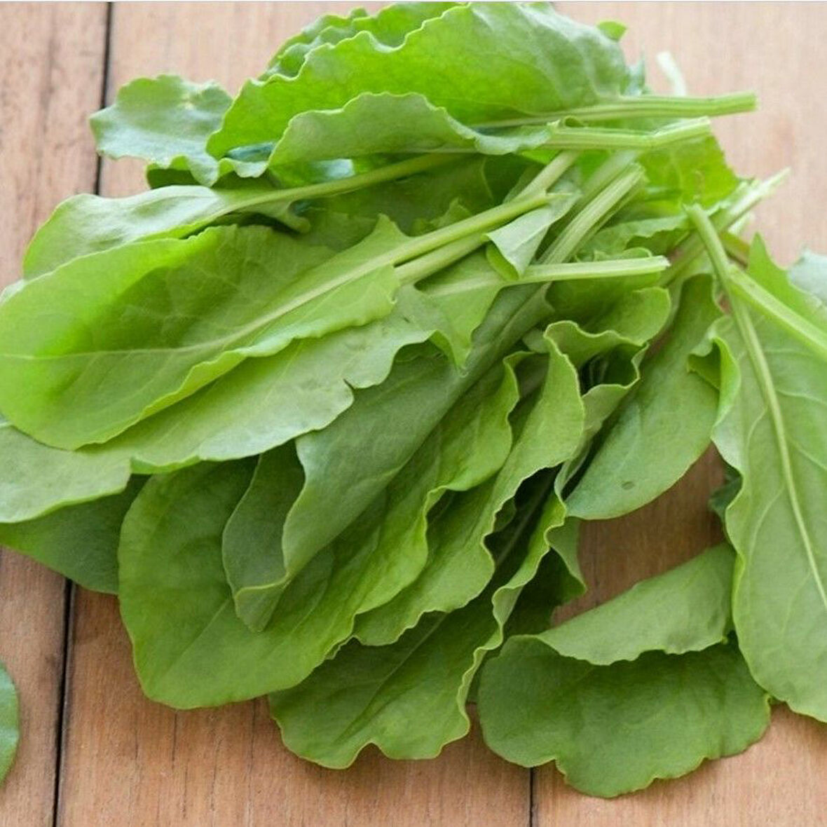 Geleneksel Anadolu Geniş Yaprak Kuzu Kulağı Fidesi (5 adet)