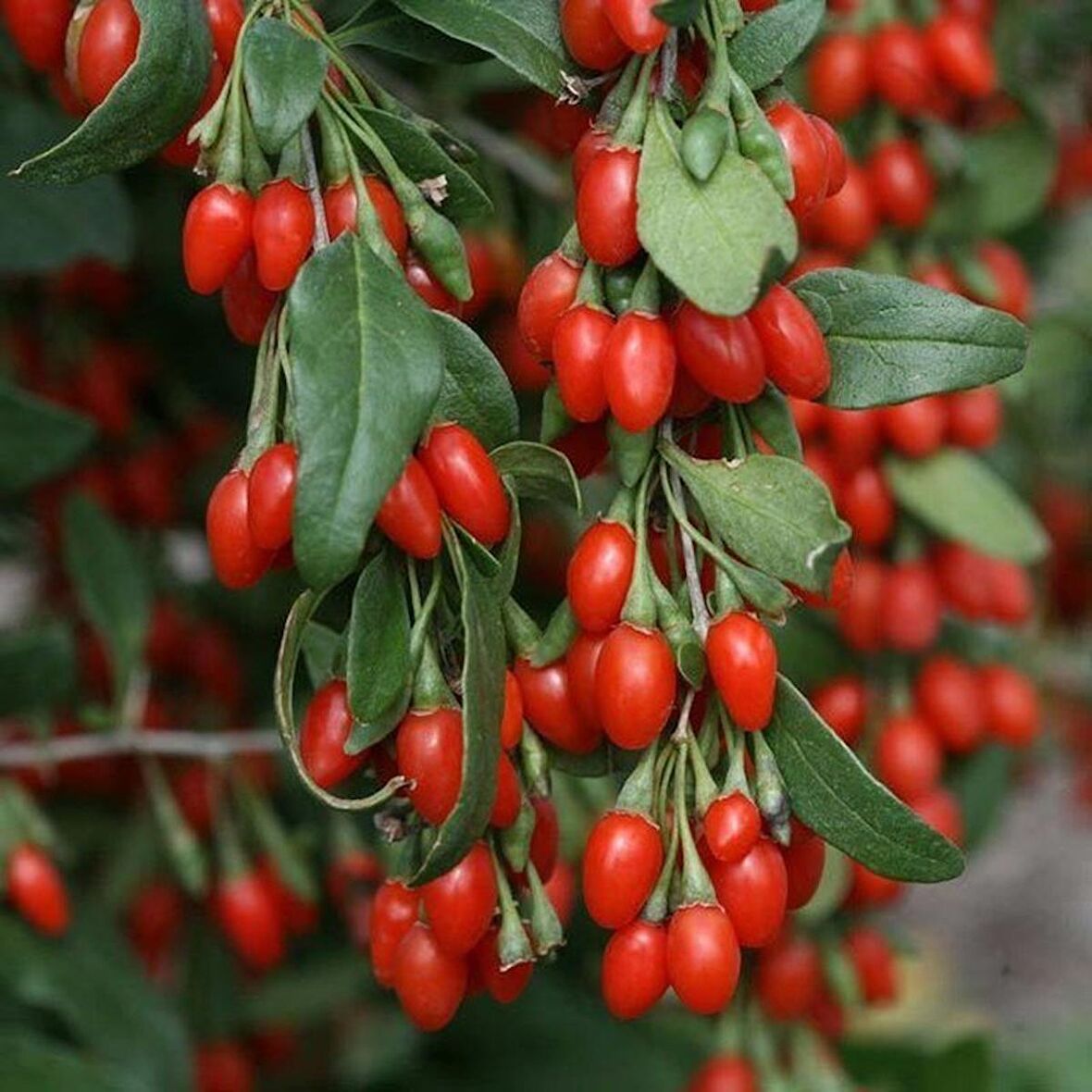 2 Yaş Goji Berry Fidanı (Kurt Üzümü)