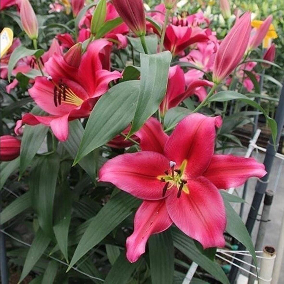 İri Çiçekli Red Down Kırmızı Renk Kokulu Lilium Zambak Soğanı  (1 Adet )