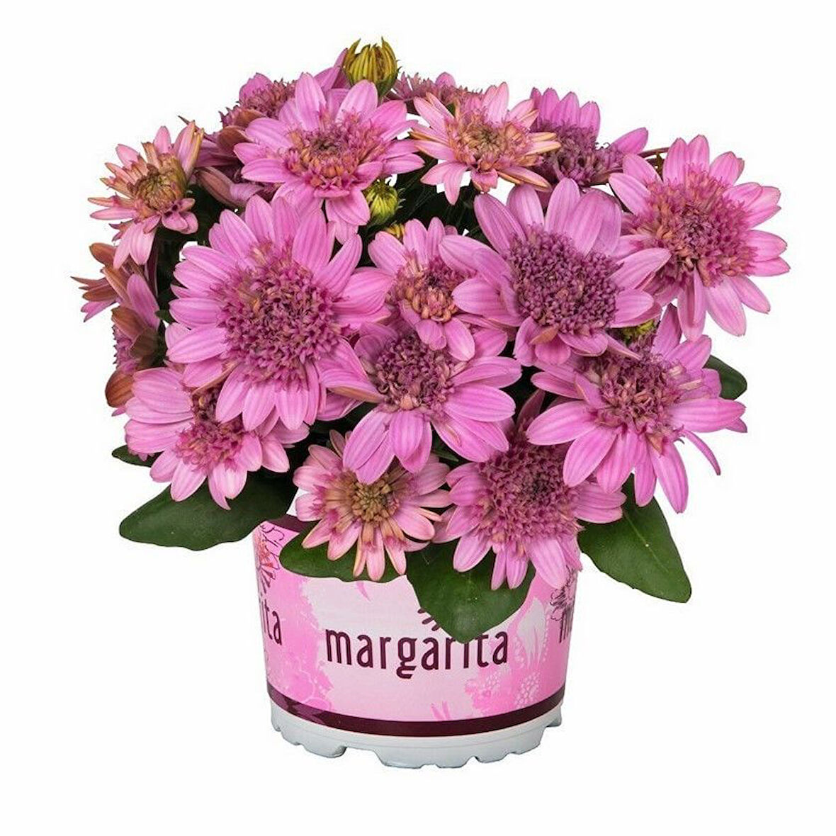 Katmerli Erato Double Pink Bodrum Papatyası Çiçeği Fidesi (1 Fide)