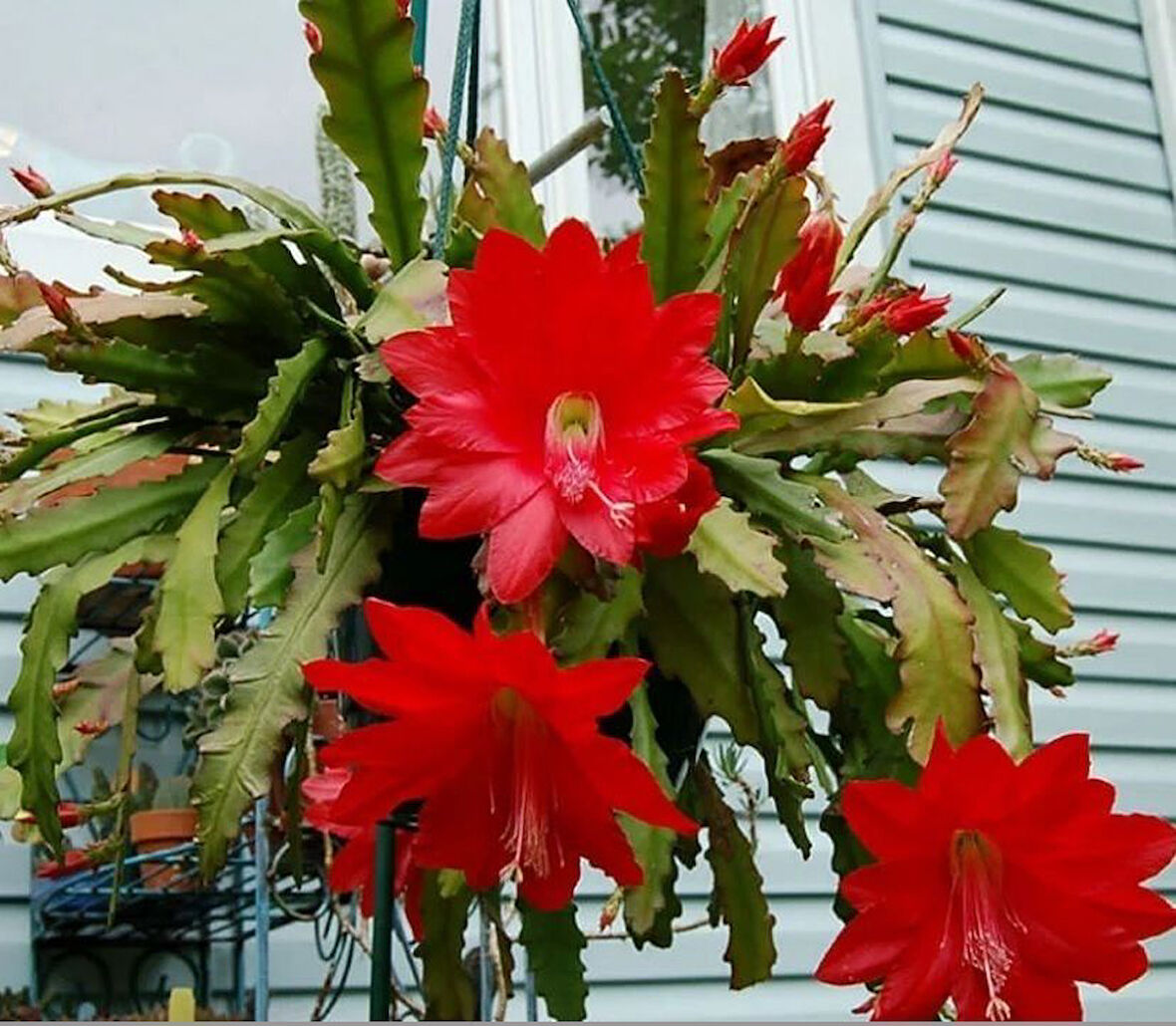 Epiphyllum Selenicereus Anthonyanus Atlas Çiçeği Fidanı (9 Luk Saksıda)