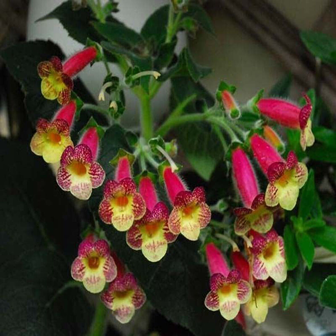 Özel Tür An's Nagging Macaws Kohleria Japon Küpelisi Çiçeği Fidesi (Mini Potta)