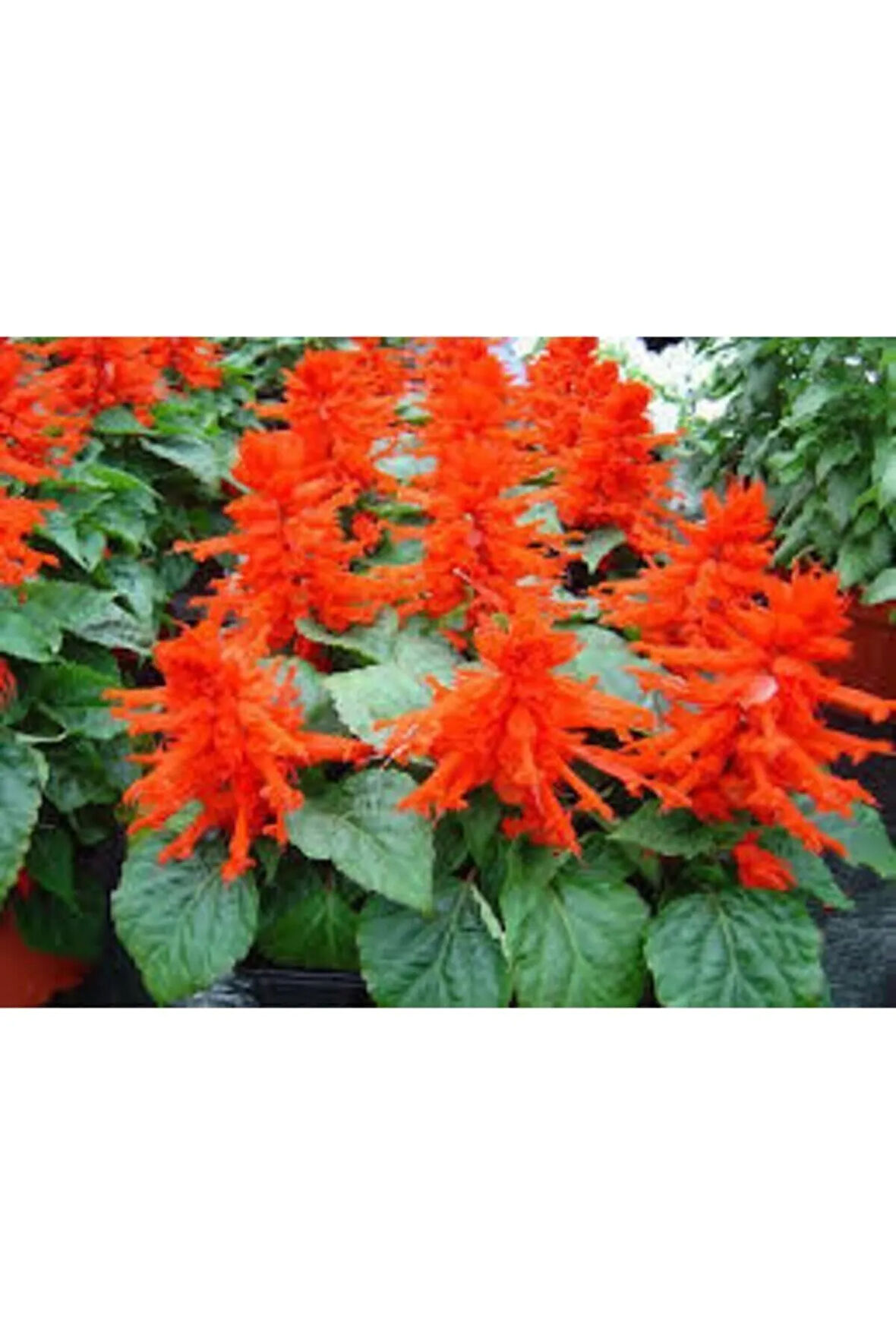 10 Adet Tohum Nadir Bulunan Ateş Çiçeği Tohumu Saksı Toprak Hediyemizdir Sürpriz Hediye Tohumludur 0