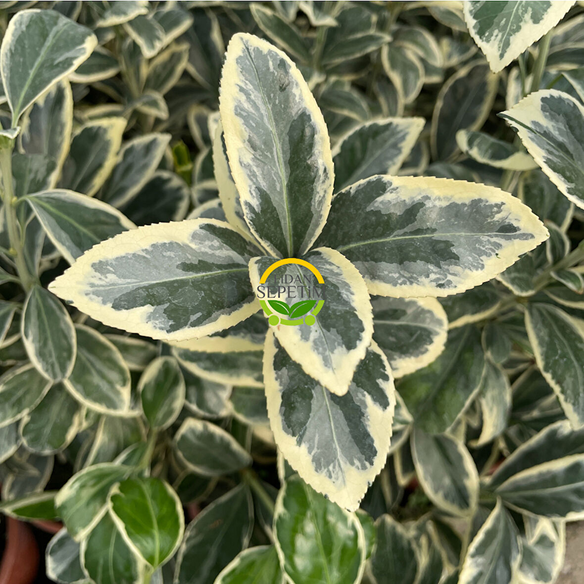 50 Adet Bravo Taflan Fidanı Paketi 'Euonymus japonica Bravo'