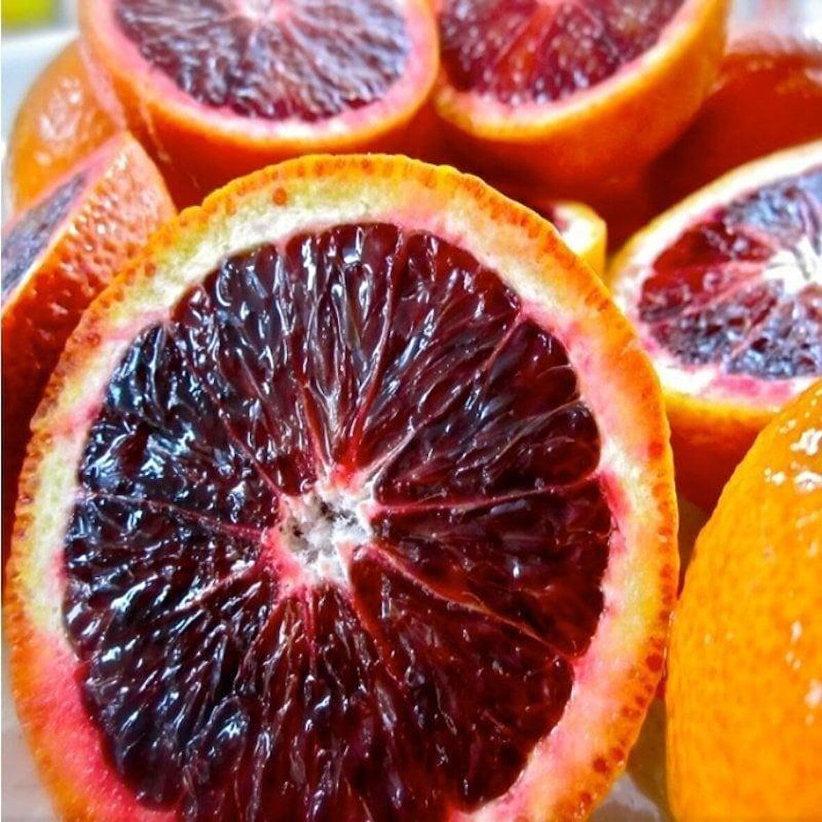 Tüplü Çok Dallı Bodur Kan Portakalı Fidanı  