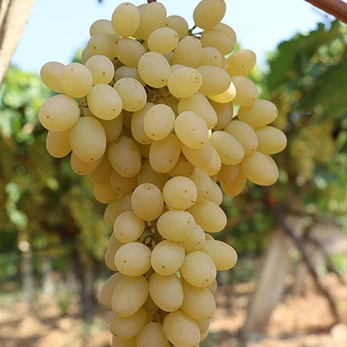 Tüplü İri Meyveli Yellow Samancı Çekirdeksiz Üzüm Fidanı 