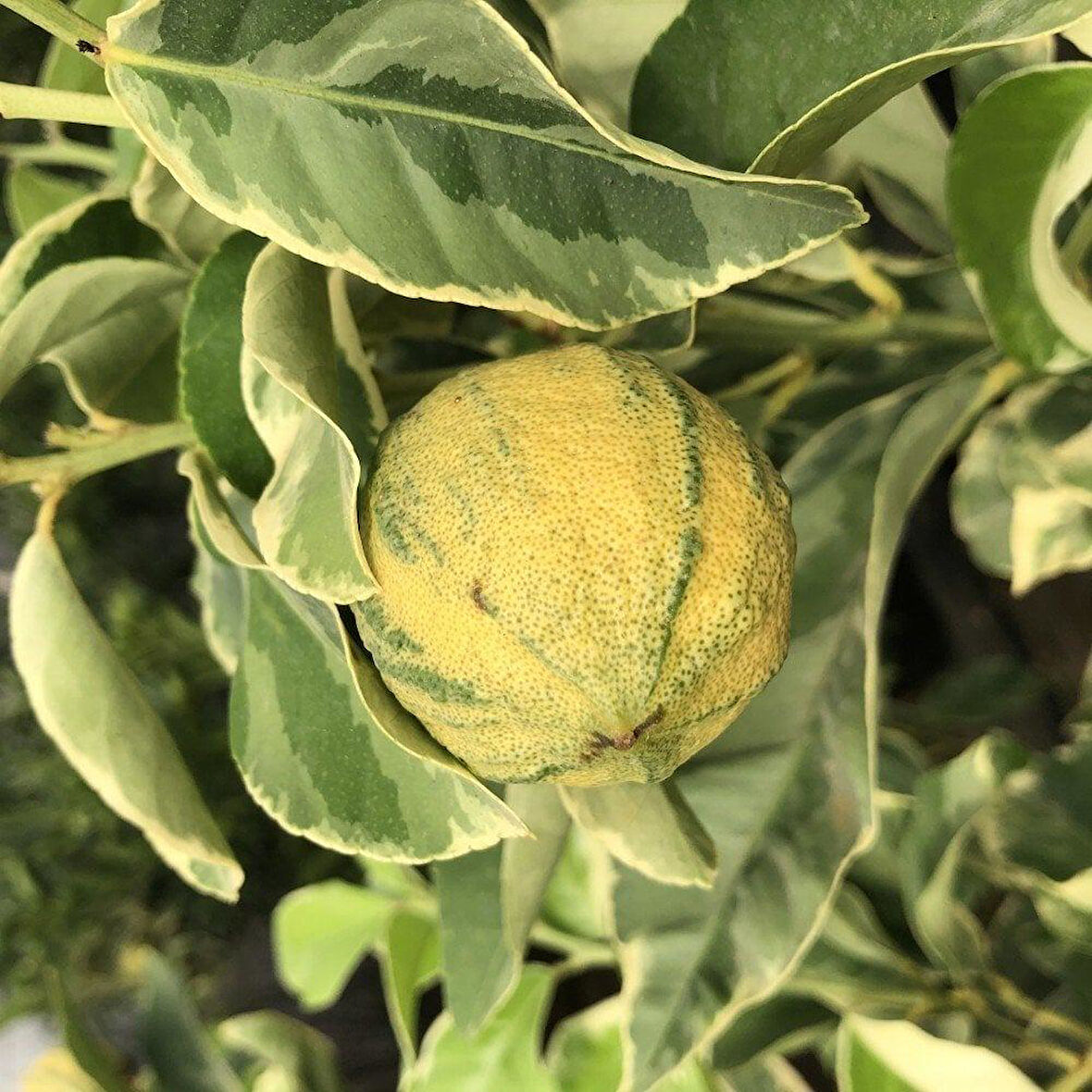 Ender Bulunan Tüplü Beyaz Yapraklı Özel Süs Limonu Fidanı 