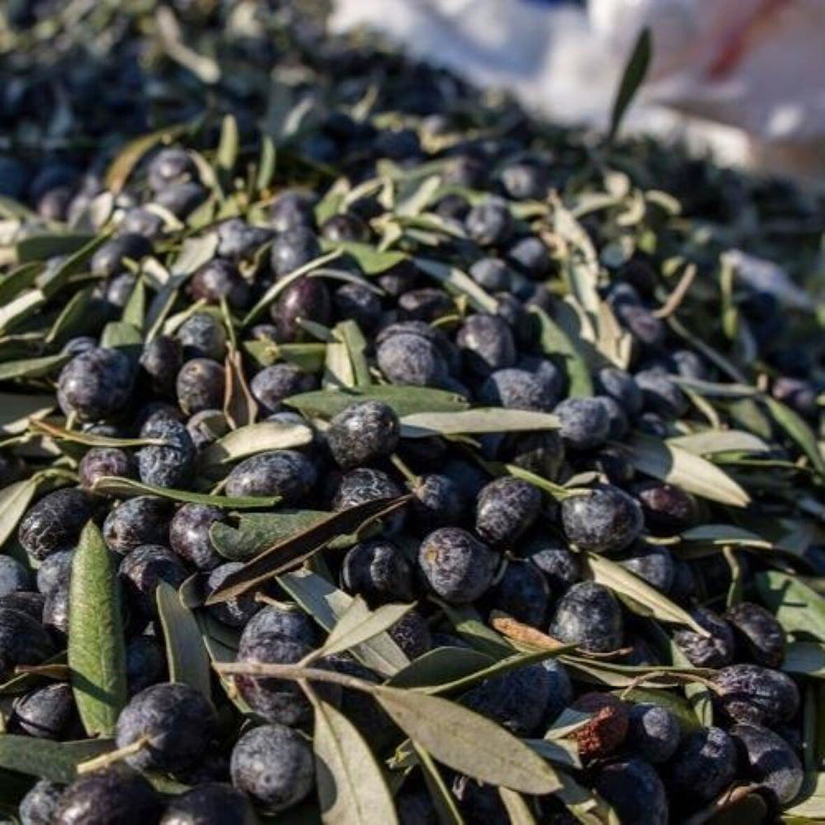 Yağlık ve Yemelik Tüplü Elazığ Zeytini Fidanı