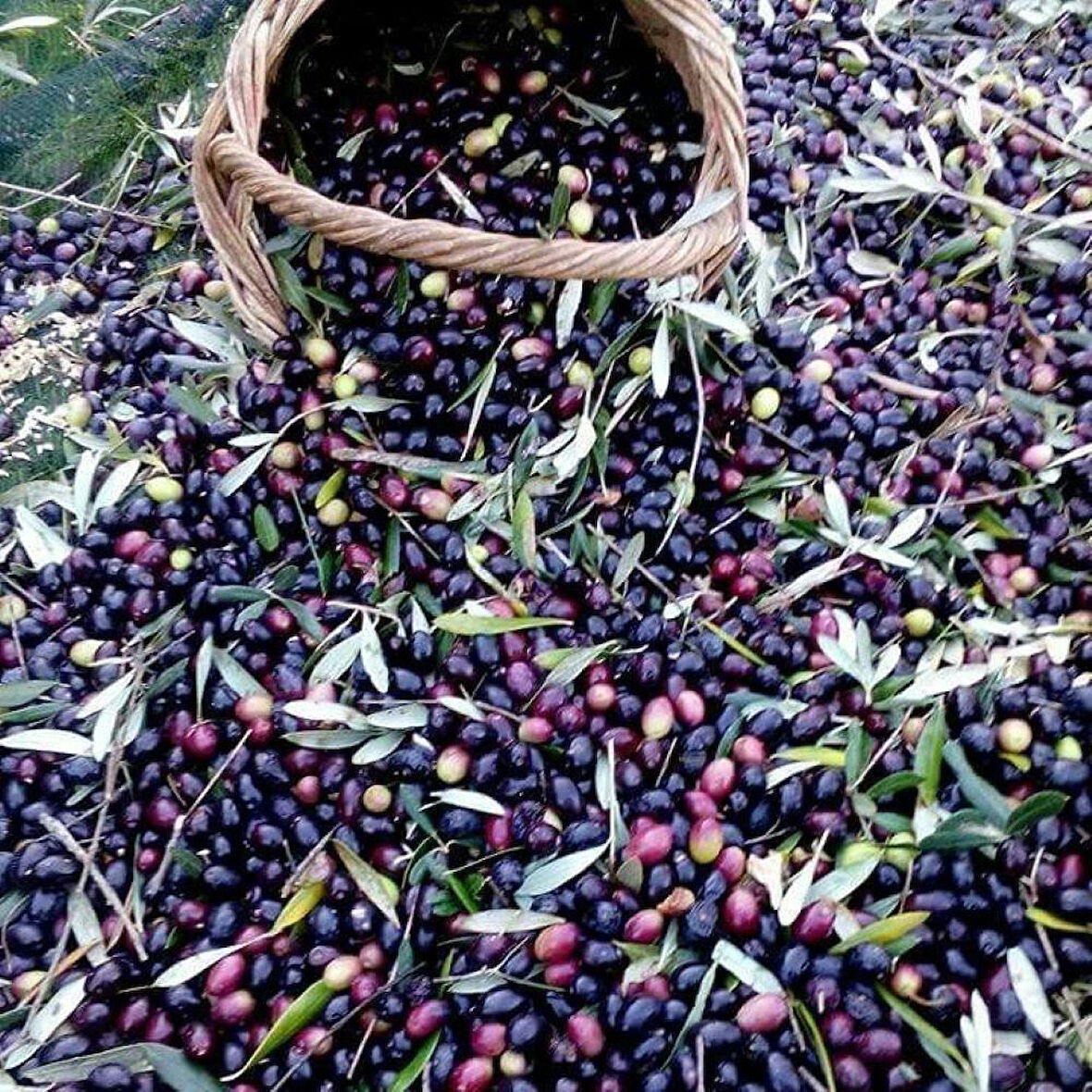 Sofralık ve Sıkımlık Tüplü Suriye Menşei – Baladi Zeytini Fidanı