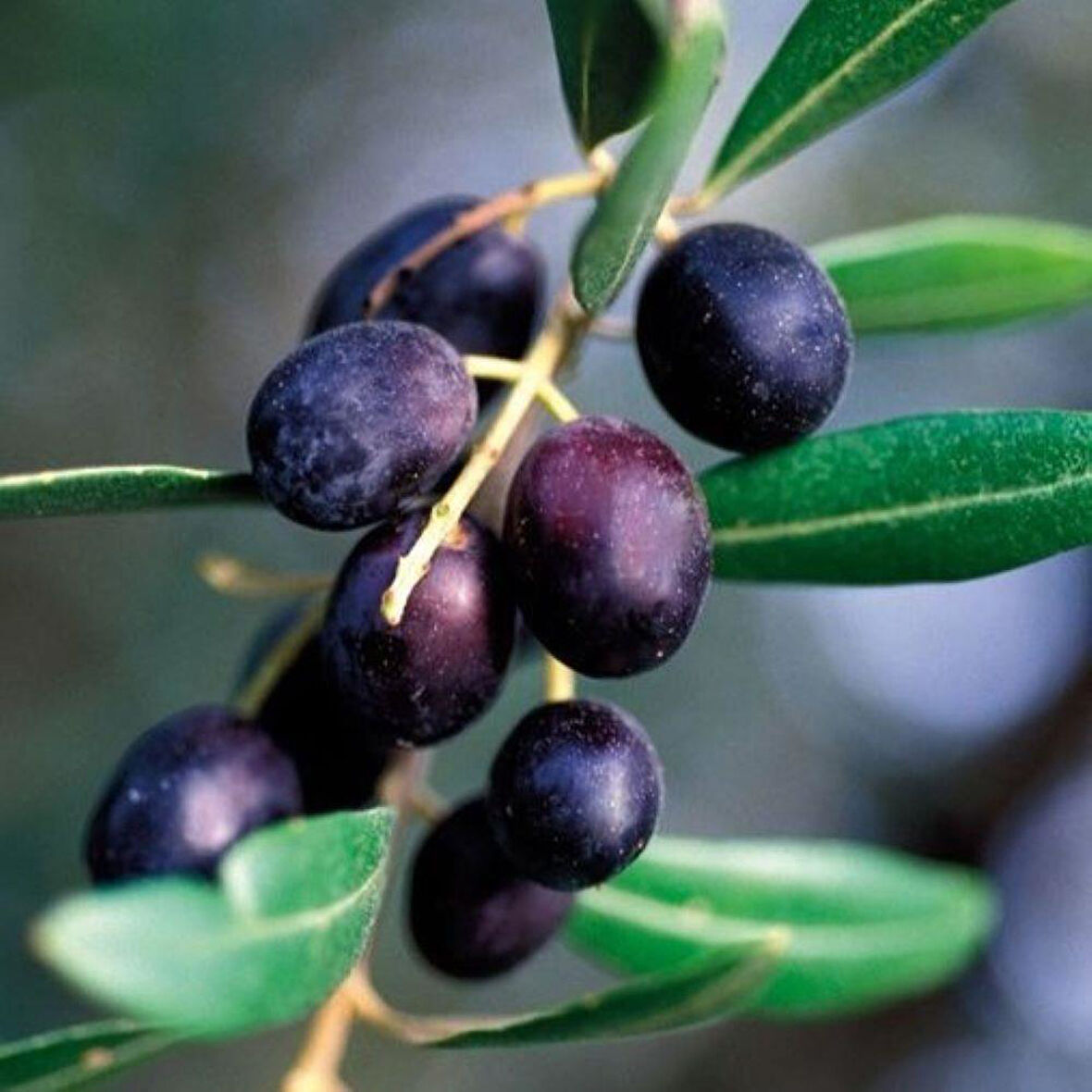 Sınırlı Stok Tüplü Arjantin Menşei- Arauco Zeytini Fidanı