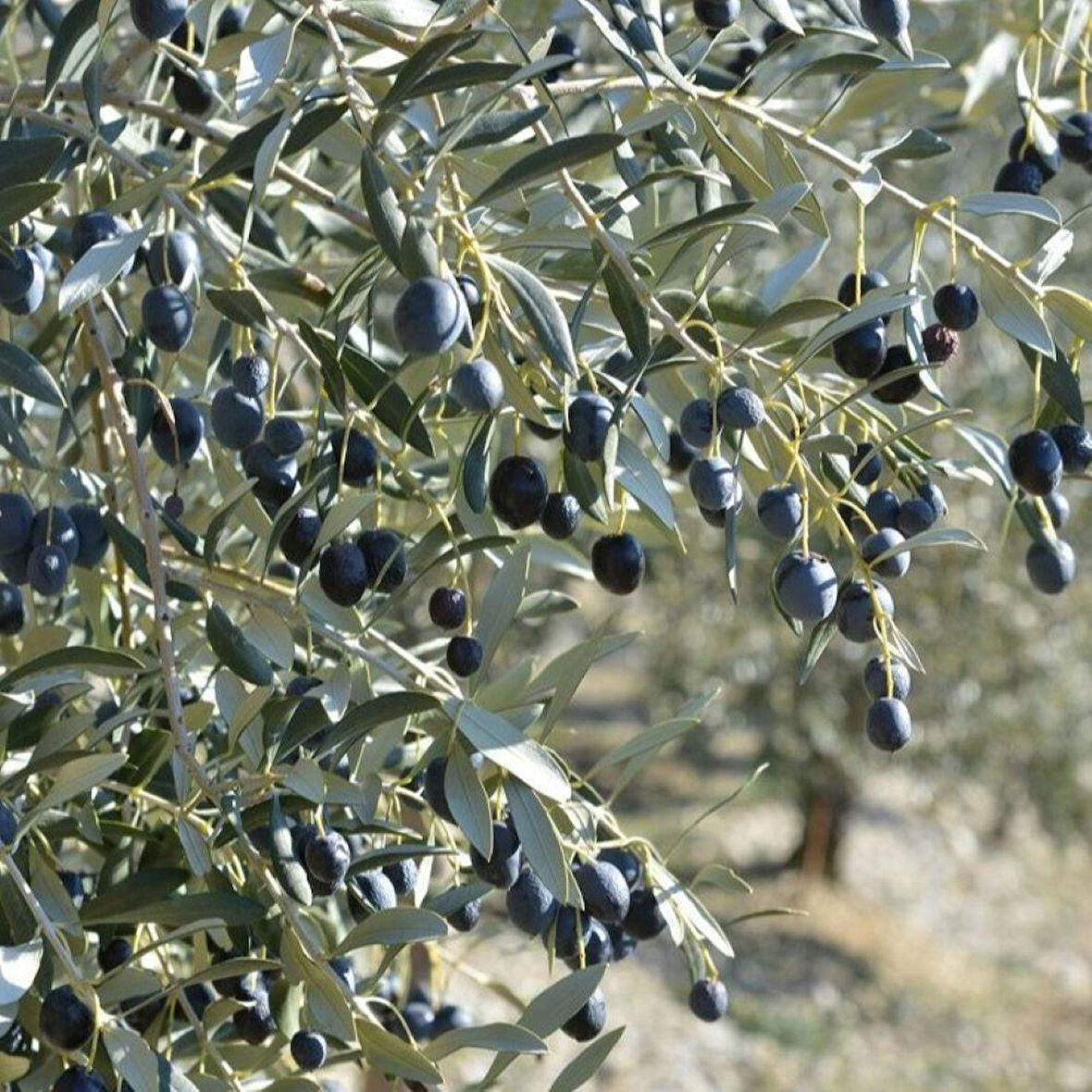 Tüplü Yabancı Menşei Yağlık ve Sıkımlık Avustralya–Ligurian Zeytini Fidanı