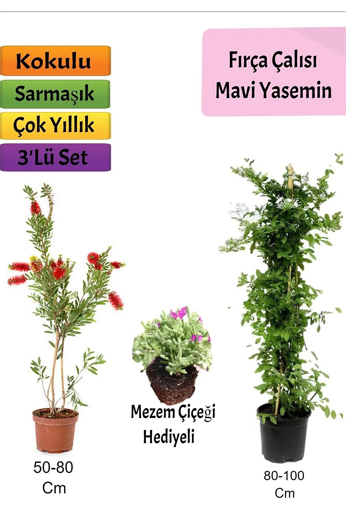 Mavi Yasemin+ Fırça Çalısı+ Mezem Hediyeli