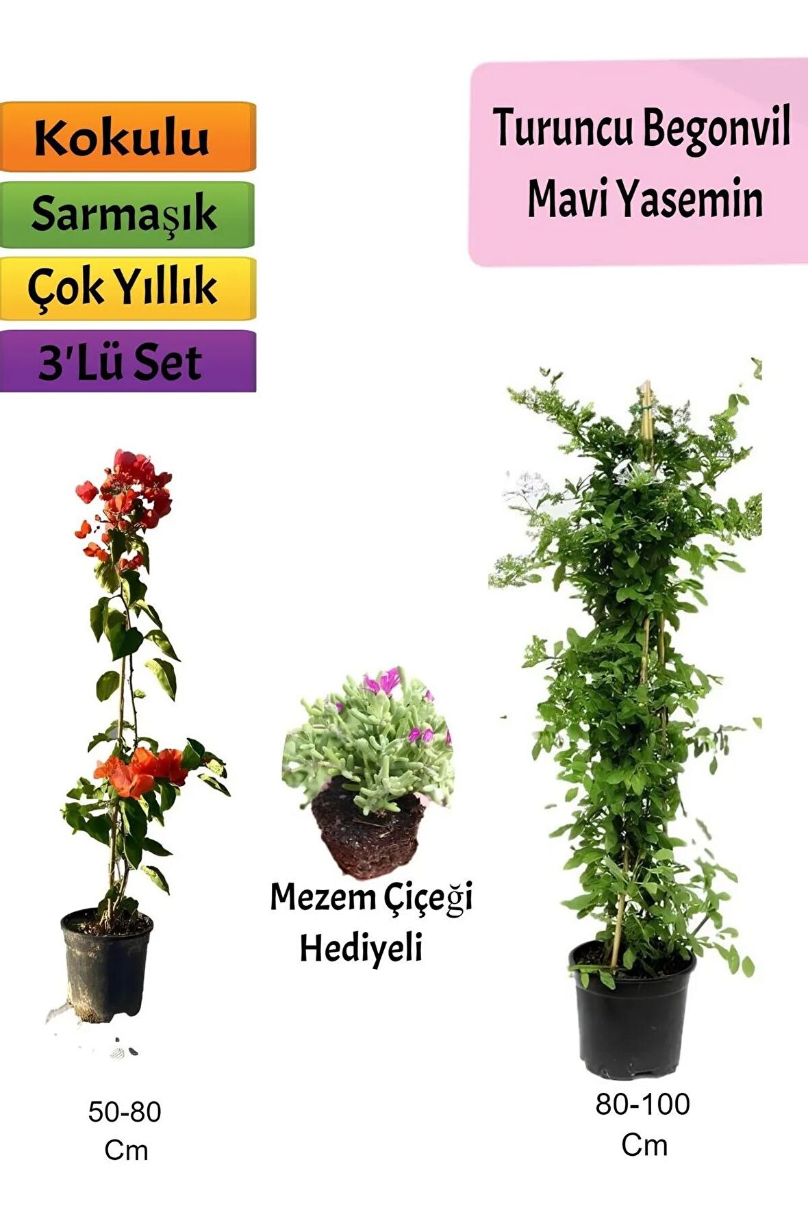 Mavi Yasemin+ Turuncu Begonvil+ Mezem Hediyeli