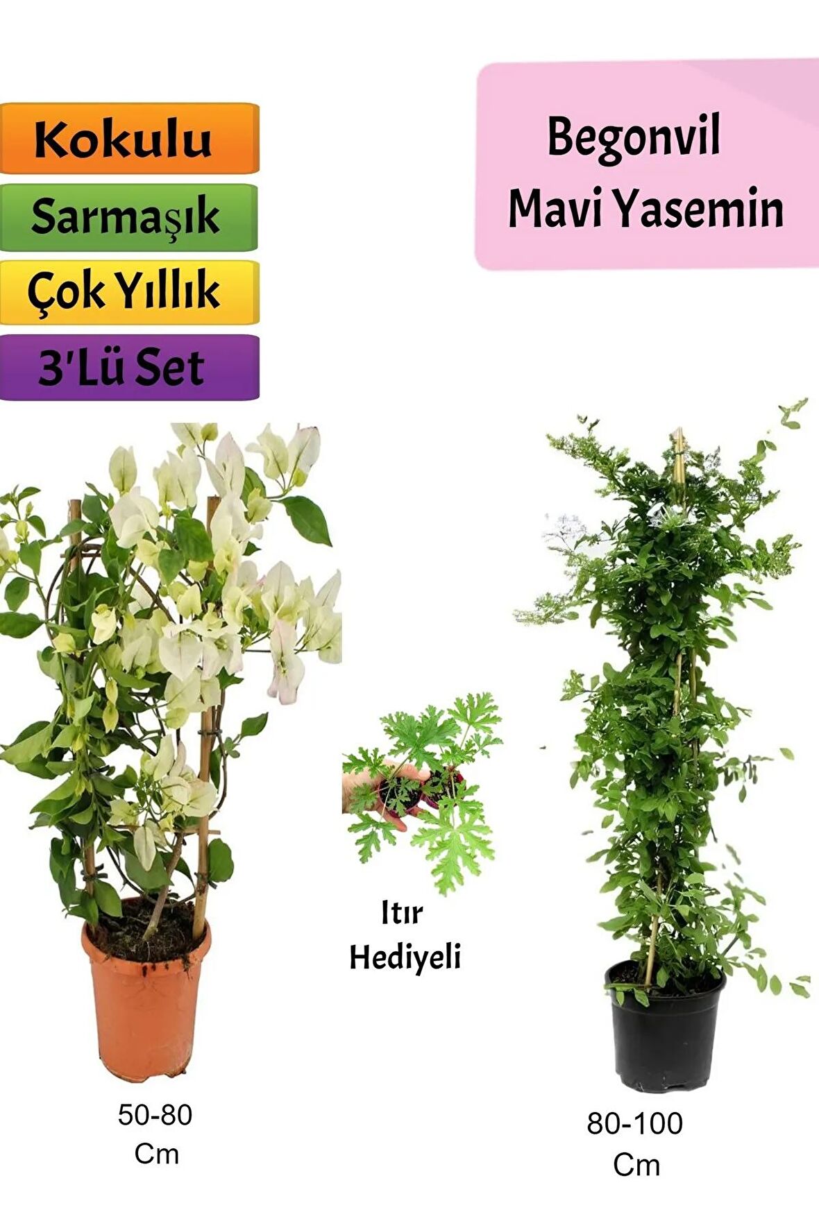 Mavi Yasemin+ Beyaz Begonvil+ Itır Çiçeği Hediyeli