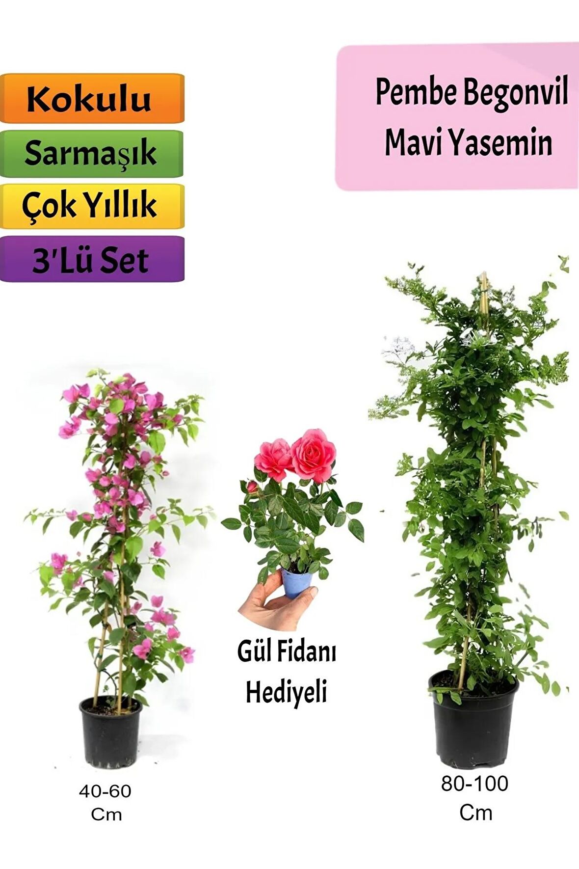 Mavi Yasemin+ Pembe Begonvil+Mini Gül Hediyeli