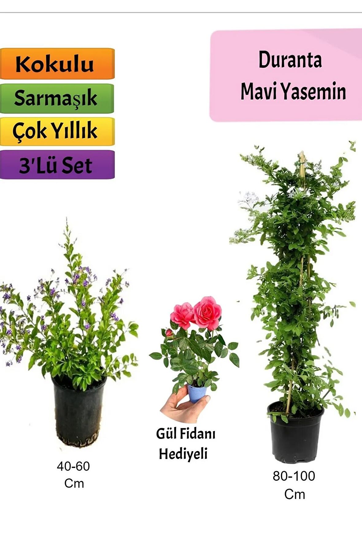 Mavi Yasemin+ Duranta+ Pembe Gül Fidanı