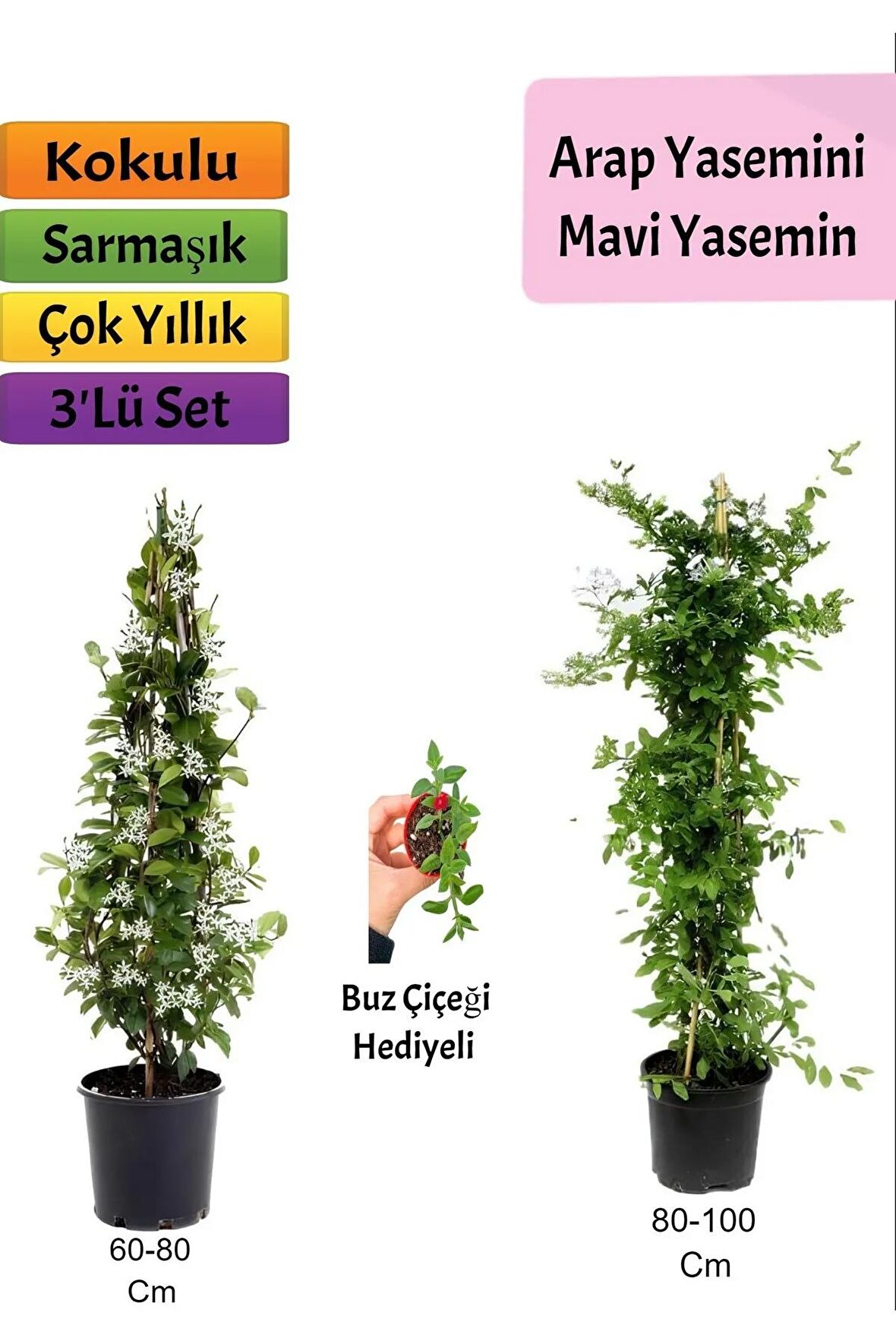 Mavi Yasemin+ Arap yasemini+ Buz Çiçeği Hediyeli