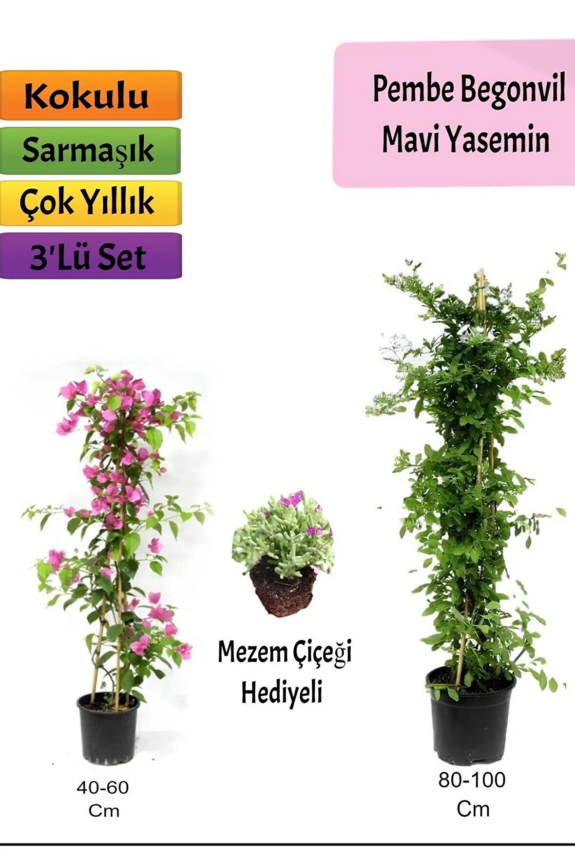 Mavi Yasemin+ Pembe Begonvil+Mezem Hediyeli