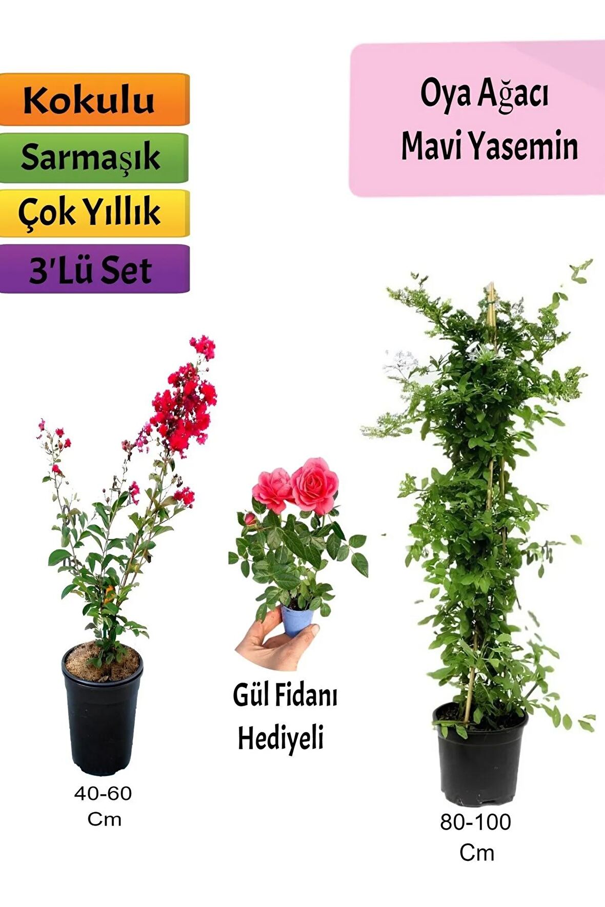Mavi Yasemin+ Kırmızı Oya Ağacı + Pembe Mini Gül Hediyeli