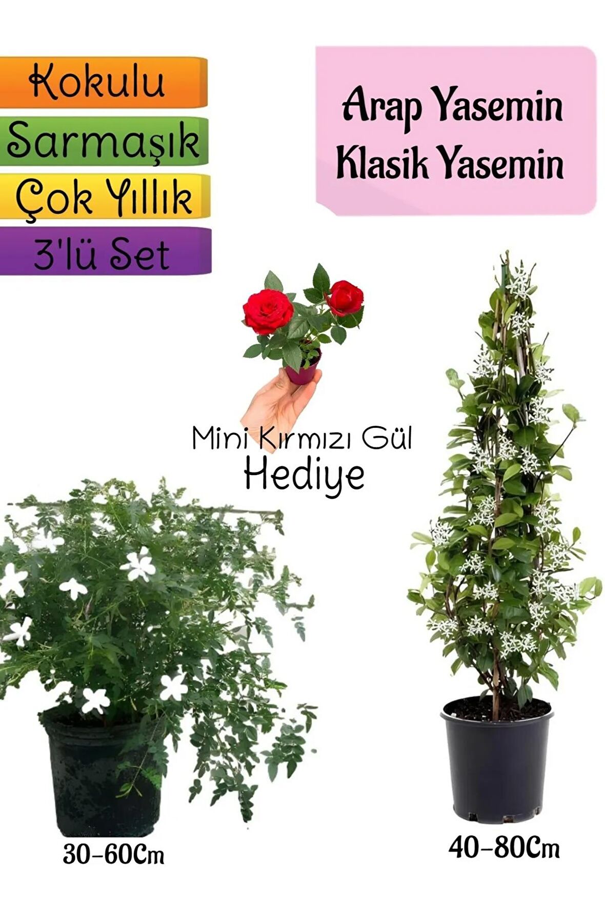 Kokulu Arap Yasemini+KlasikYasemin+Mini Gül Hediyeli 3'lü Bahçe Seti