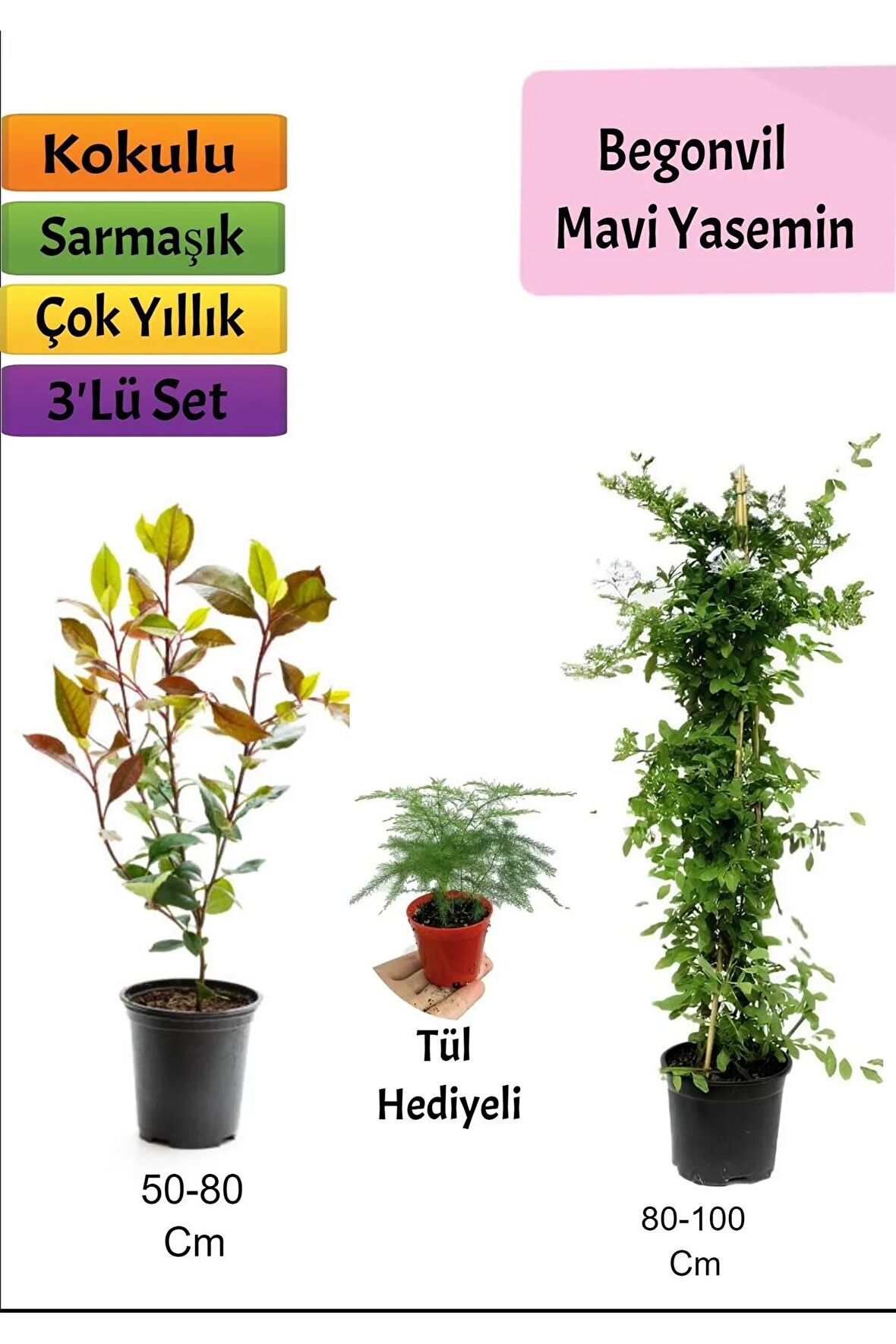 Mavi Yasemin + Alev Çalısı+ Tül Hediyeli