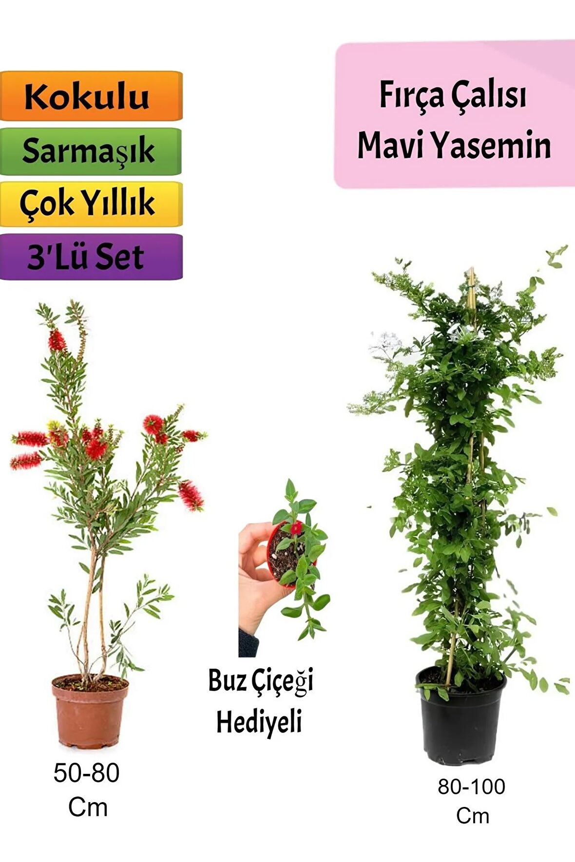 Mavi Yasemin+ Fırça Çalısı+ Buz Hediyeli