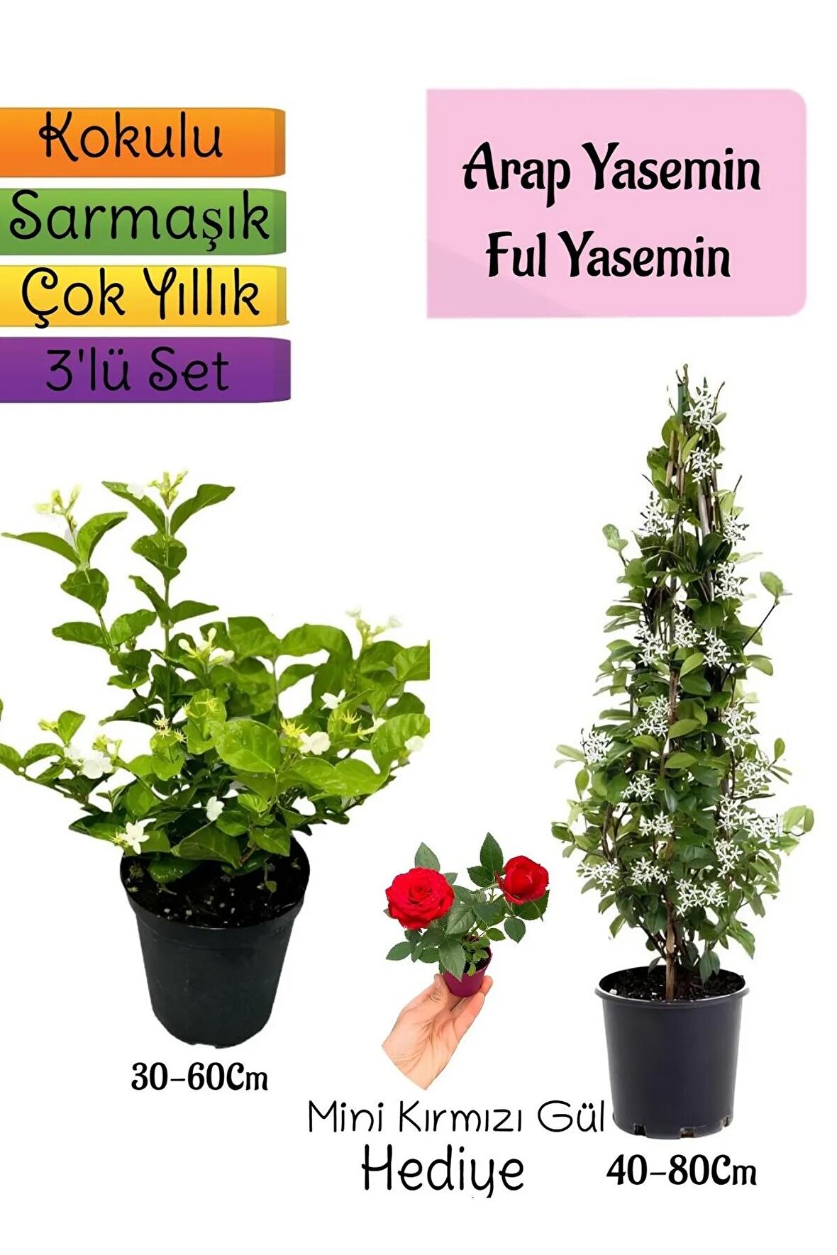 Kokulu Arap Yasemini+Ful Yasemin+Mini Gül Hediyeli 3'lü Bahçe Seti