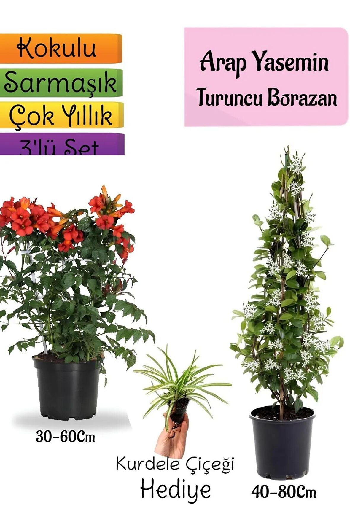 Kokulu Arap Yasemini+Turuncu Acem Borusu Çiçeği+Kurdele Çiçeği Hediyeli 3'lü Bahçe Seti
