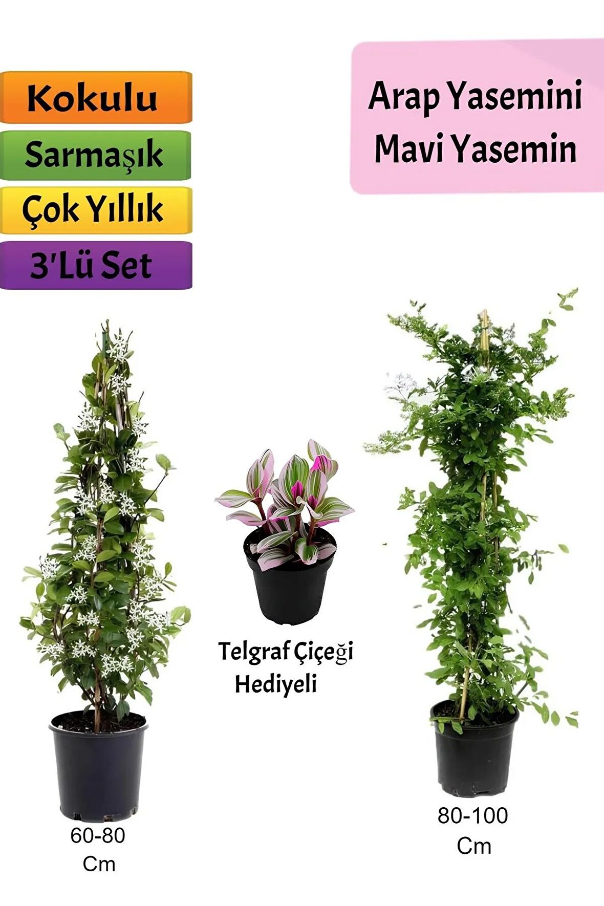 Mavi Yasemin+ Arap yasemini+ Telgraf Çiçeği Hediyeli