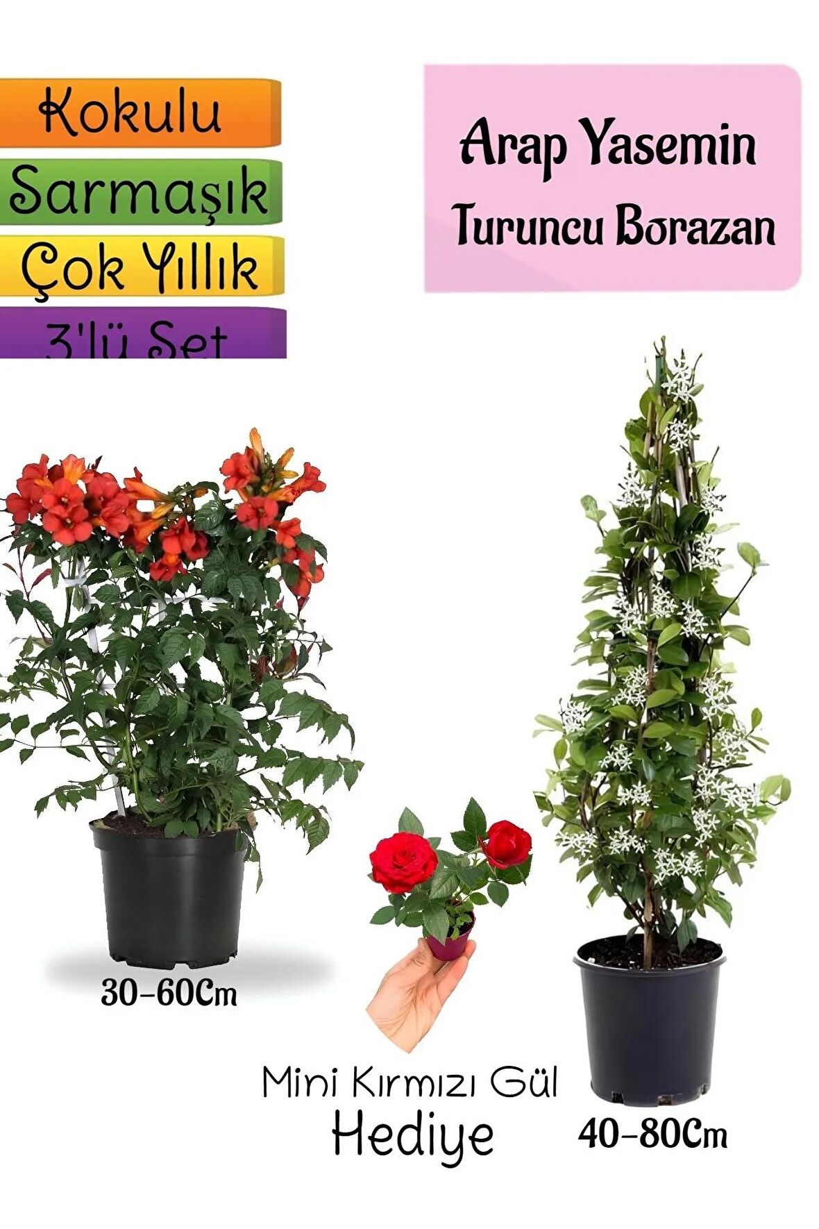 Kokulu Arap Yasemini+Turuncu Acem Borusu Çiçeği+Mini Gül Hediyeli 3'lü Bahçe Seti