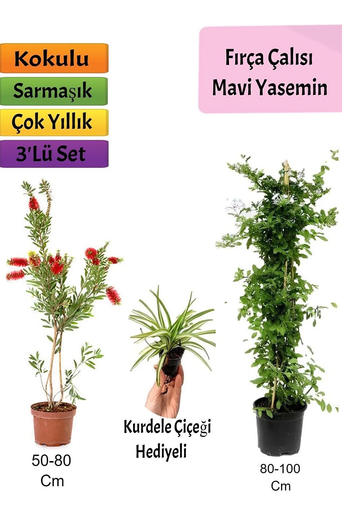 Mavi Yasemin+ Fırça Çalısı+ Kurdele Hediyeli