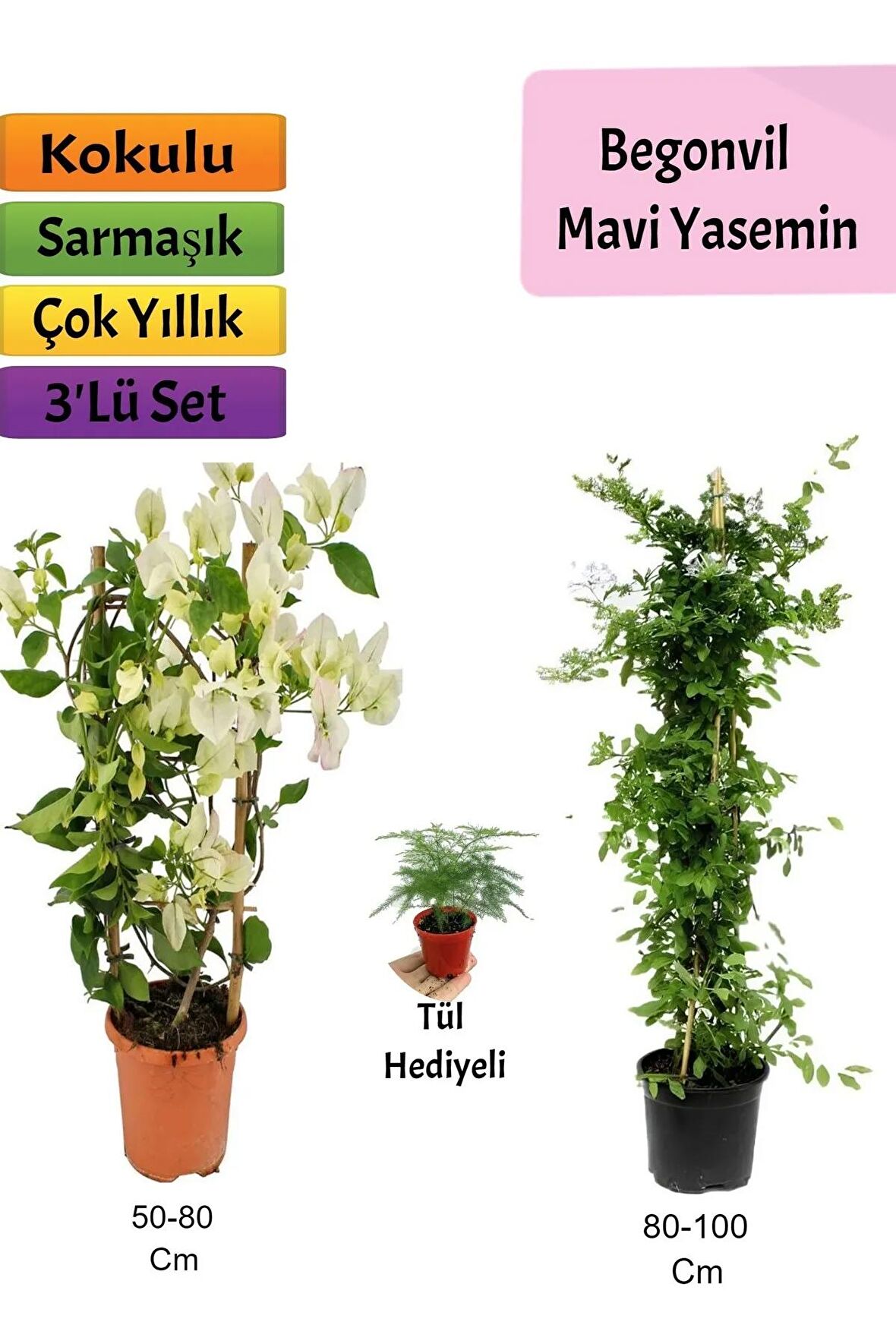 Mavi Yasemin+ Beyaz Begonvil+Tül Çiçeği Hediyeli