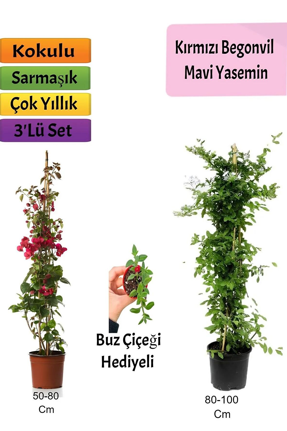 Mavi Yasemin+ Kırmızı Begonvil+ Buz Çiçeği Hediyeli