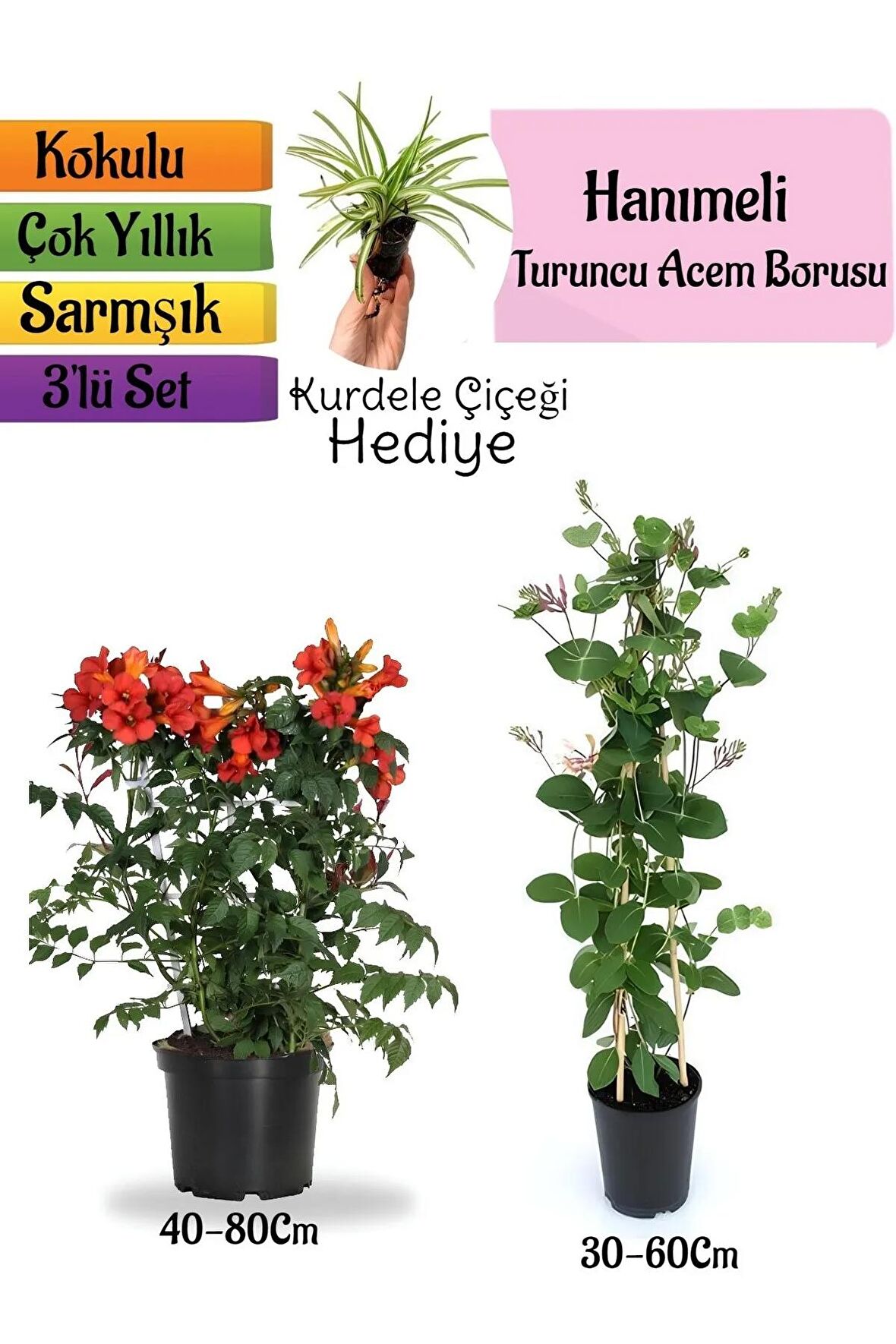 Turuncu Borazan Çiçeği+Kokulu Hanımeli Çiçeği+Kurdele Çiçeği Hediyeli 3'lü Peyzaj Seti
