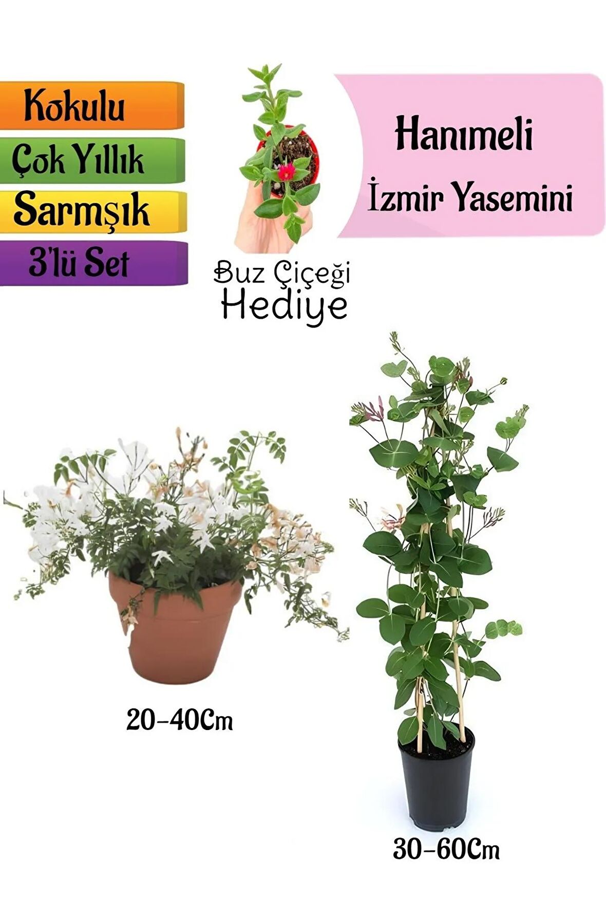 Kokulu İzmir Yasemini+Kokulu Hanımeli Çiçeği+Buz Çiçeği Hediyeli 3'lü Peyzaj Seti