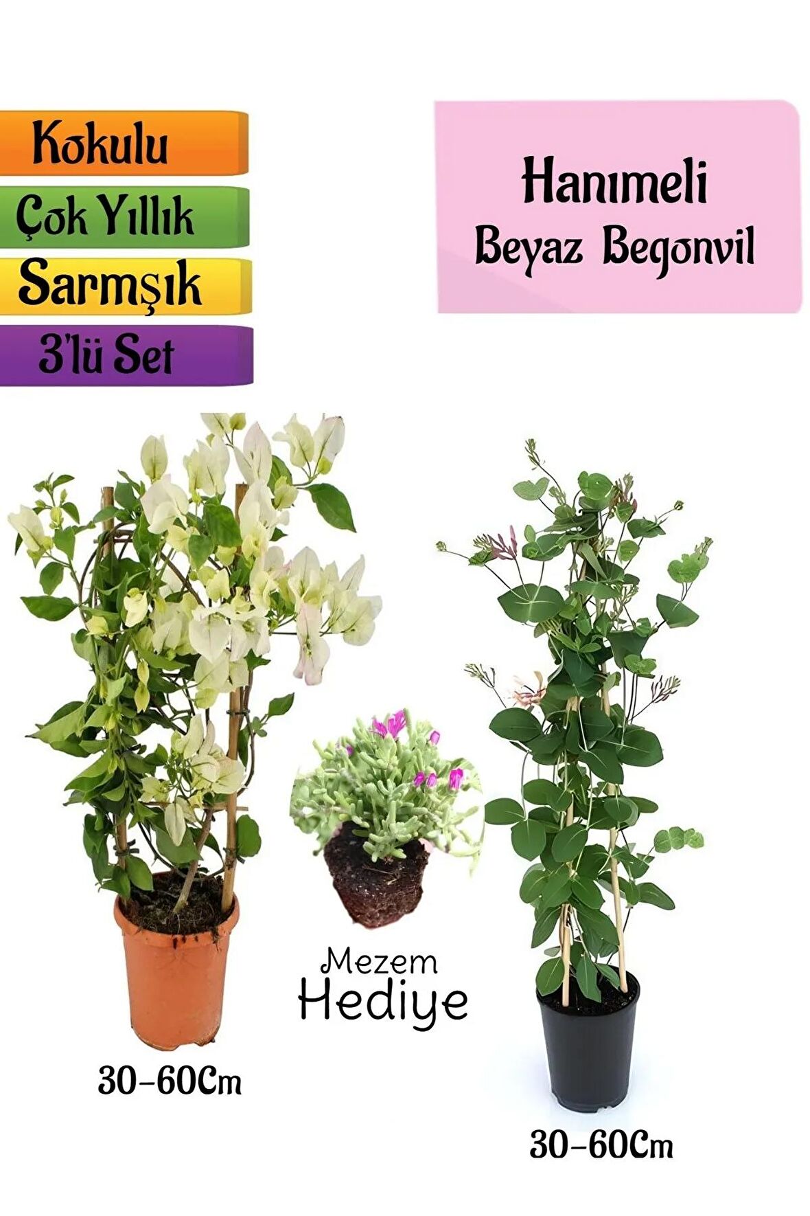 Beyaz Begonvil+Kokulu Hanımeli Çiçeği+Mezem Çiçeği Hediyeli 3'lü Peyzaj Seti