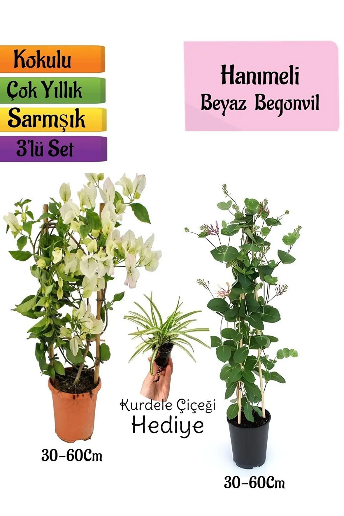 Beyaz Begonvil+Kokulu Hanımeli Çiçeği+Kurdele Çiçeği Hediyeli 3'lü Peyzaj Seti