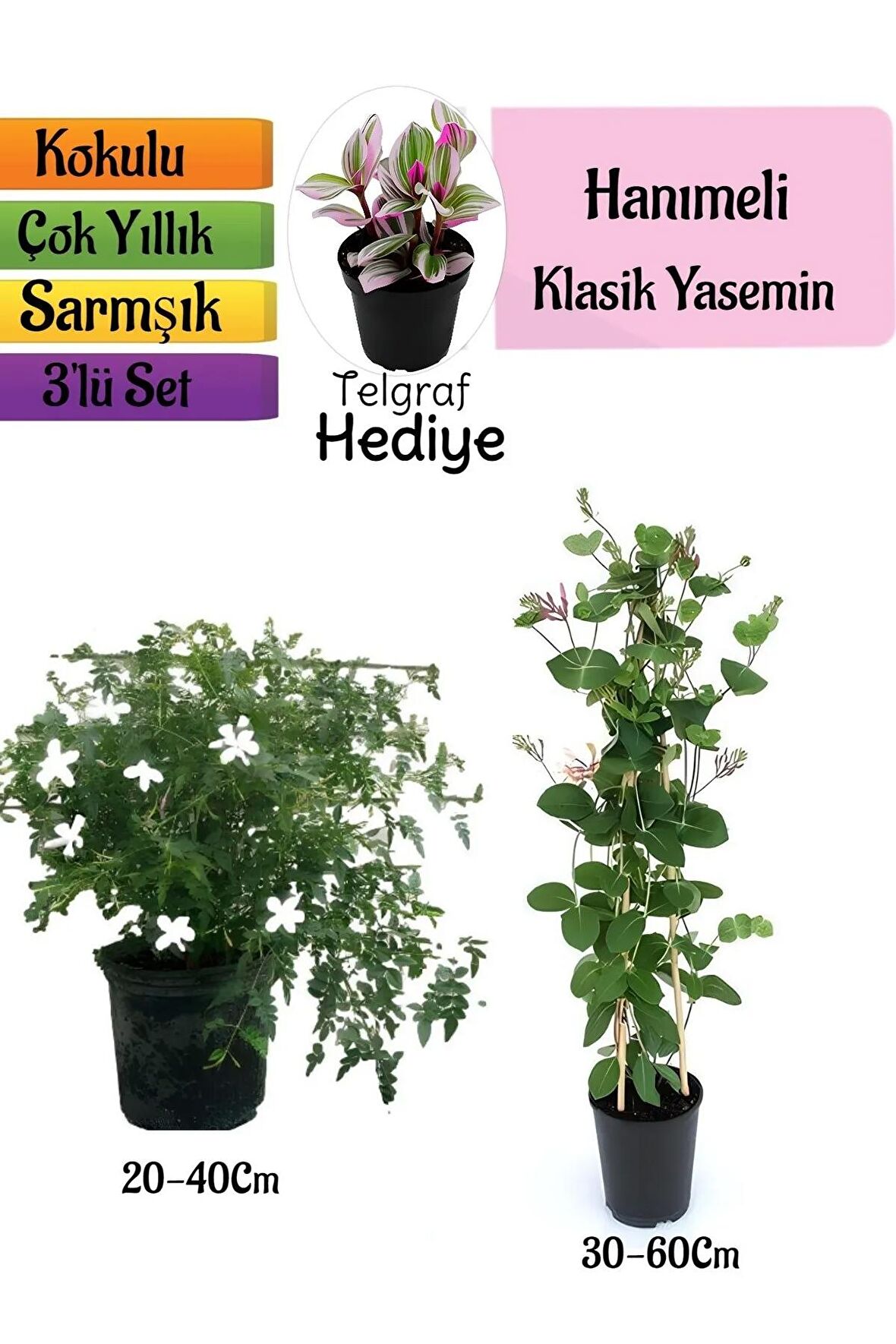 Klasik Kokulu Yasemin+Kokulu Hanımeli Çiçeği+Telgraf Çiçeği Hediyeli 3'lü Peyzaj Seti