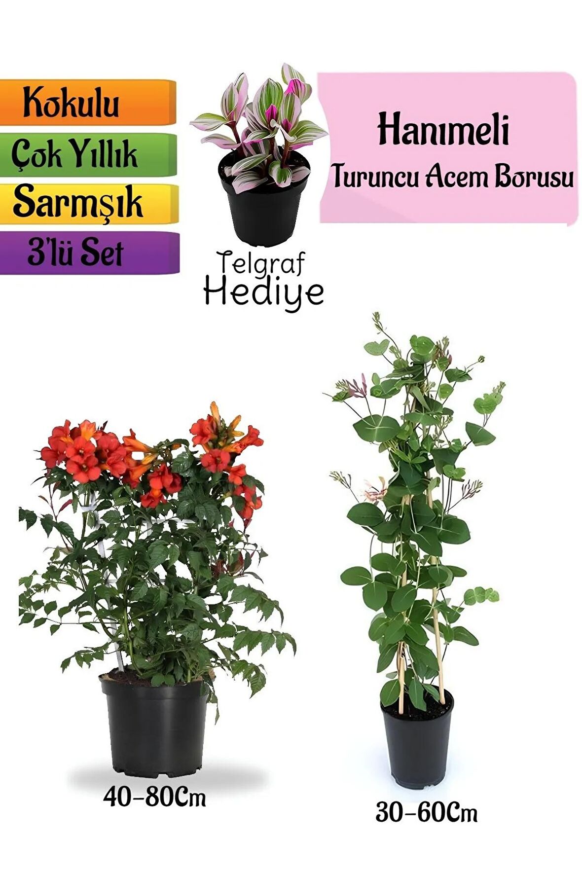 Turuncu Borazan Çiçeği+Kokulu Hanımeli Çiçeği+Telgraf Çiçeği Hediyeli 3'lü Peyzaj Seti