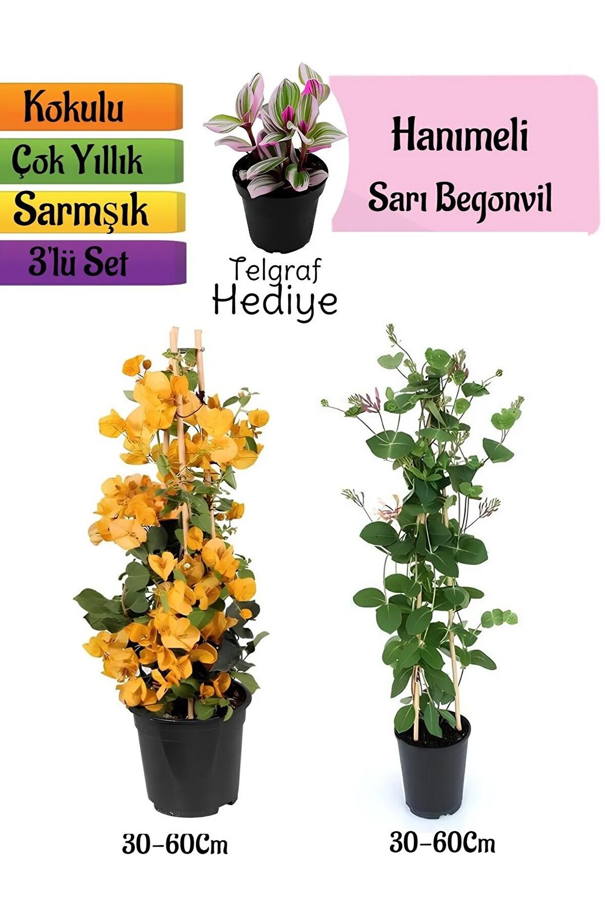Sarı Begonvil+Kokulu Hanımeli Çiçeği+Telgraf Çiçeği Hediyeli 3'lü Peyzaj Seti