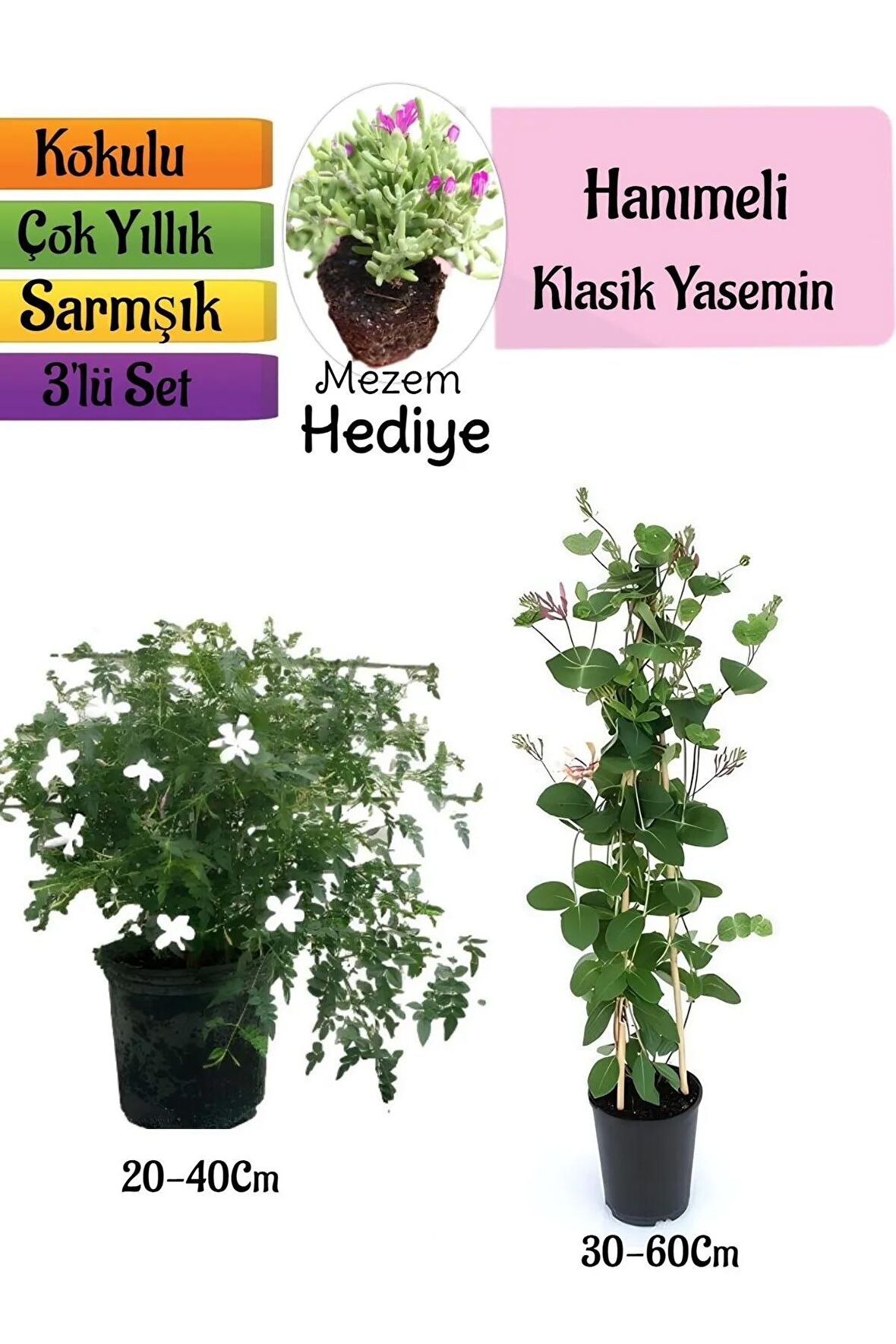 Klasik Kokulu Yasemin+Kokulu Hanımeli Çiçeği+Mezem Çiçeği Hediyeli 3'lü Peyzaj Seti