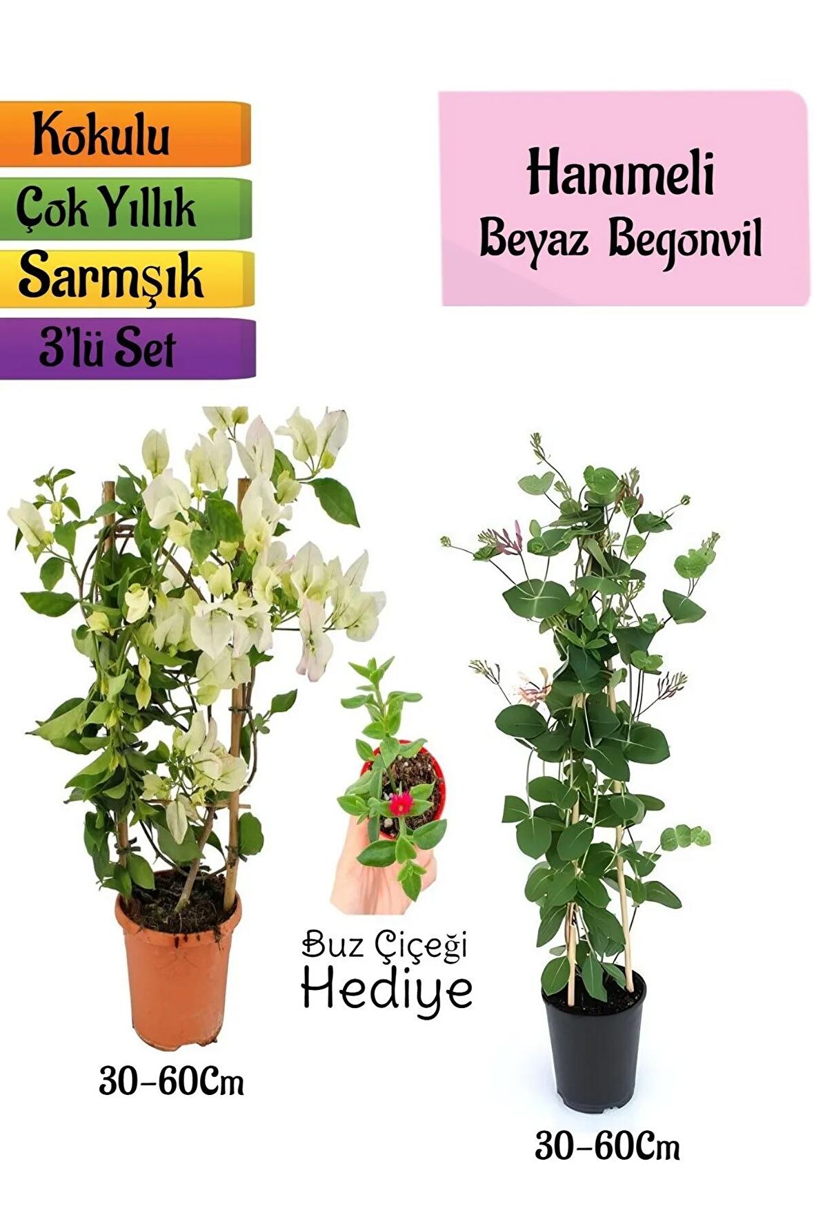Beyaz Begonvil+Kokulu Hanımeli Çiçeği+Buz Çiçeği Hediyeli 3'lü Peyzaj Seti