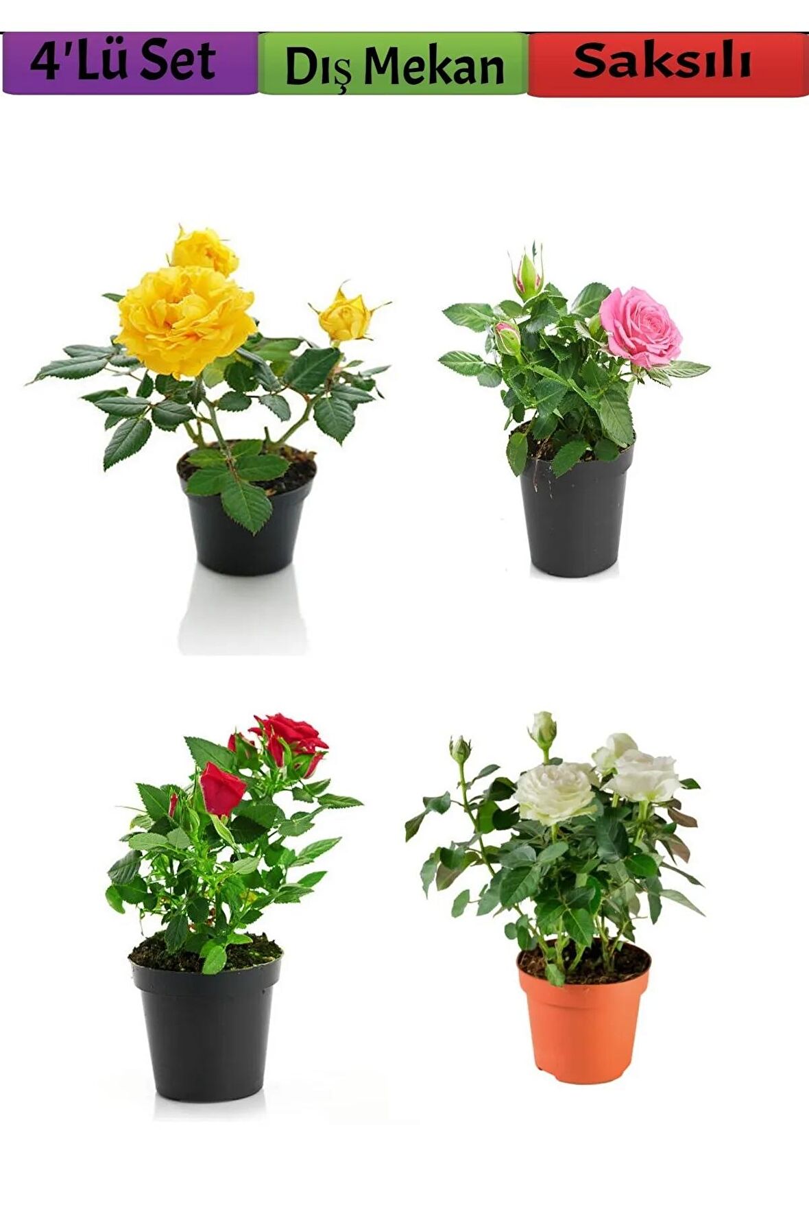 4'Lü Bahçe Seti Kırmızı+ Beyaz+ Sarı+ Pembe Gül Fidanları (15-25 Cm) Dış mekan Bitkileri
