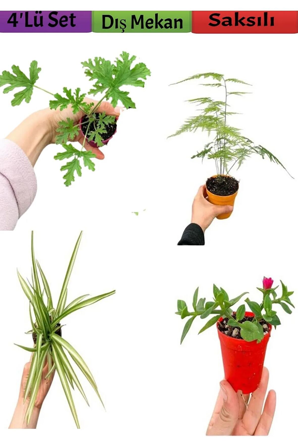 4'Lü Bahçe Seti Itır+ Tül+ Kurdele+ Buz Çiçeği (5-25 Cm) Saksılı Dış Mekan Bitkileri