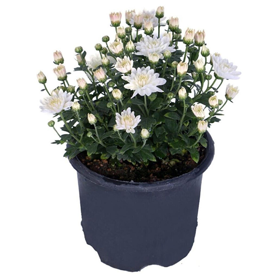 Chrysanthemum Beyaz Renk Kasımpatı 1 Adet 10-25 cm Saksılı Salon Çiçeği 