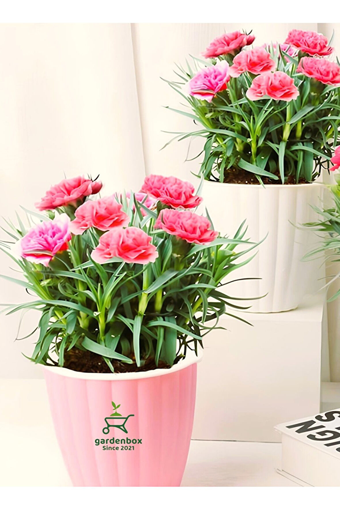 Dekoratif Kokulu Salon Ofis Çiçeği Pink Dianthus 1 Adet Saksılı 15-25cm 
