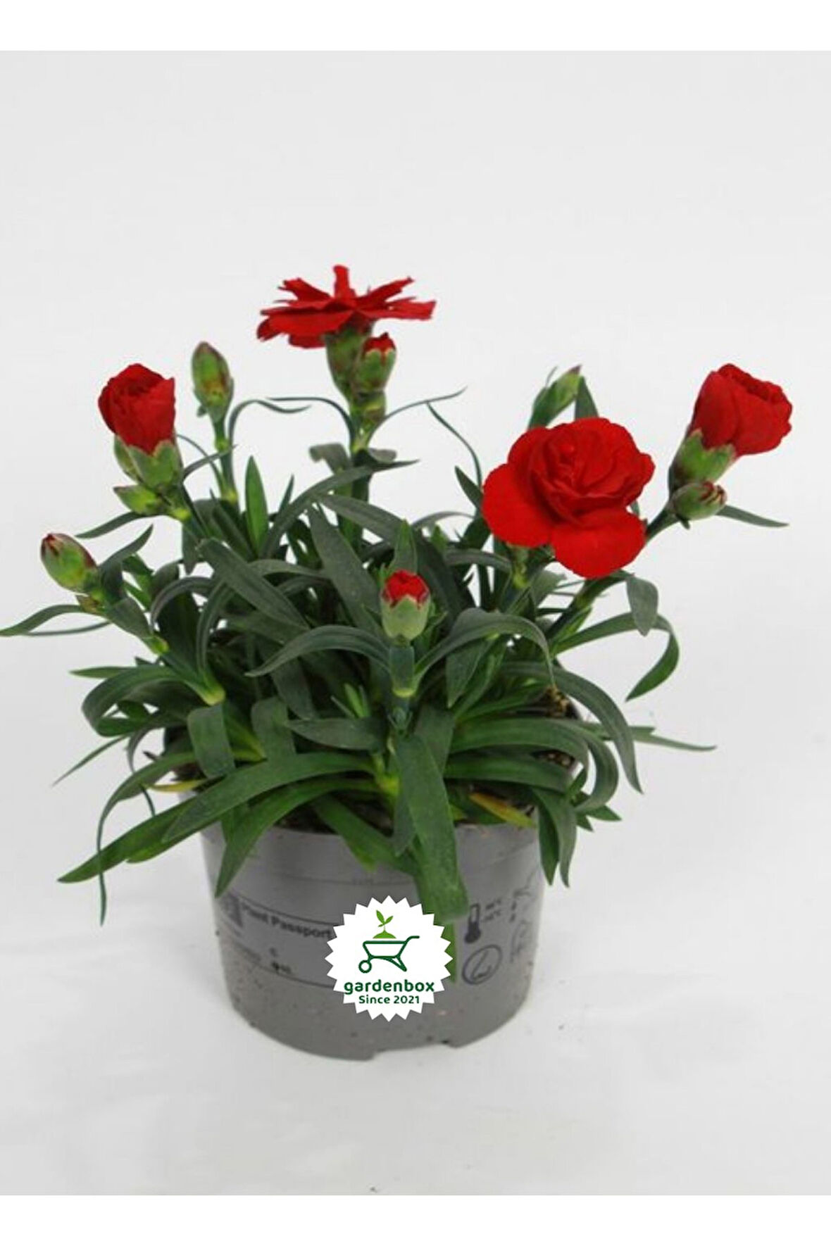 Kokulu Bodur Cins Kırmızı Renk Karanfil Çiçeği 1 Adet Saksılı 15-25cm Red Dianthus