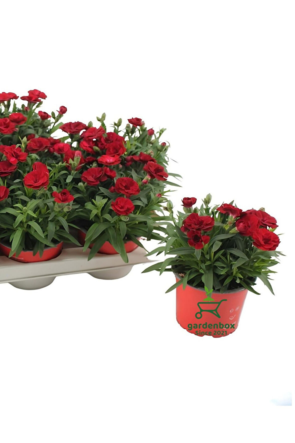Kırmızı Renk Bodur Tür Mis Kokulu Karanfil Çiçeği 1 Adet Saksılı 15-25cm 