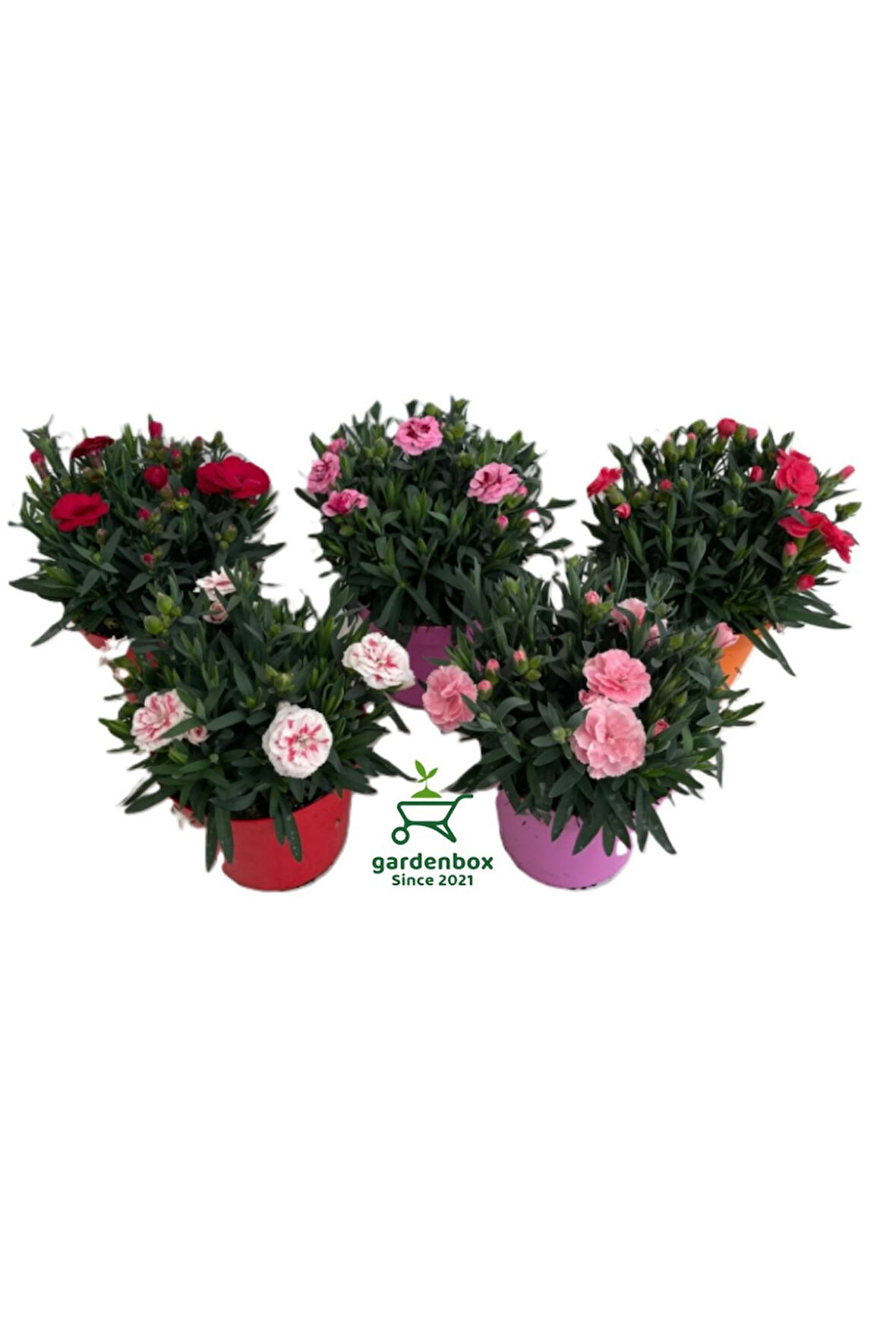 Yeni Sezon Bol Çiçekli 5 Adet Karanfil Çiçeği Renkli Bodur Tür 15-25CM 