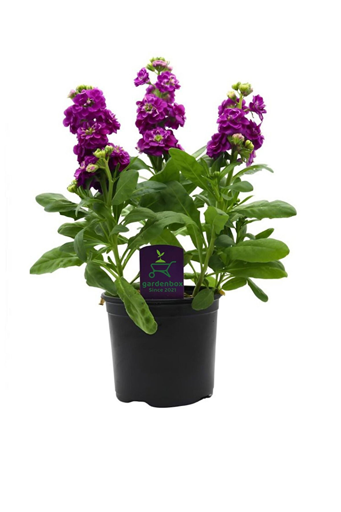 Dolgun Mor Renk Şebboy Çiçeği Fidanı Saksılı 15-30cm İç Dış Mekan Bitkisi